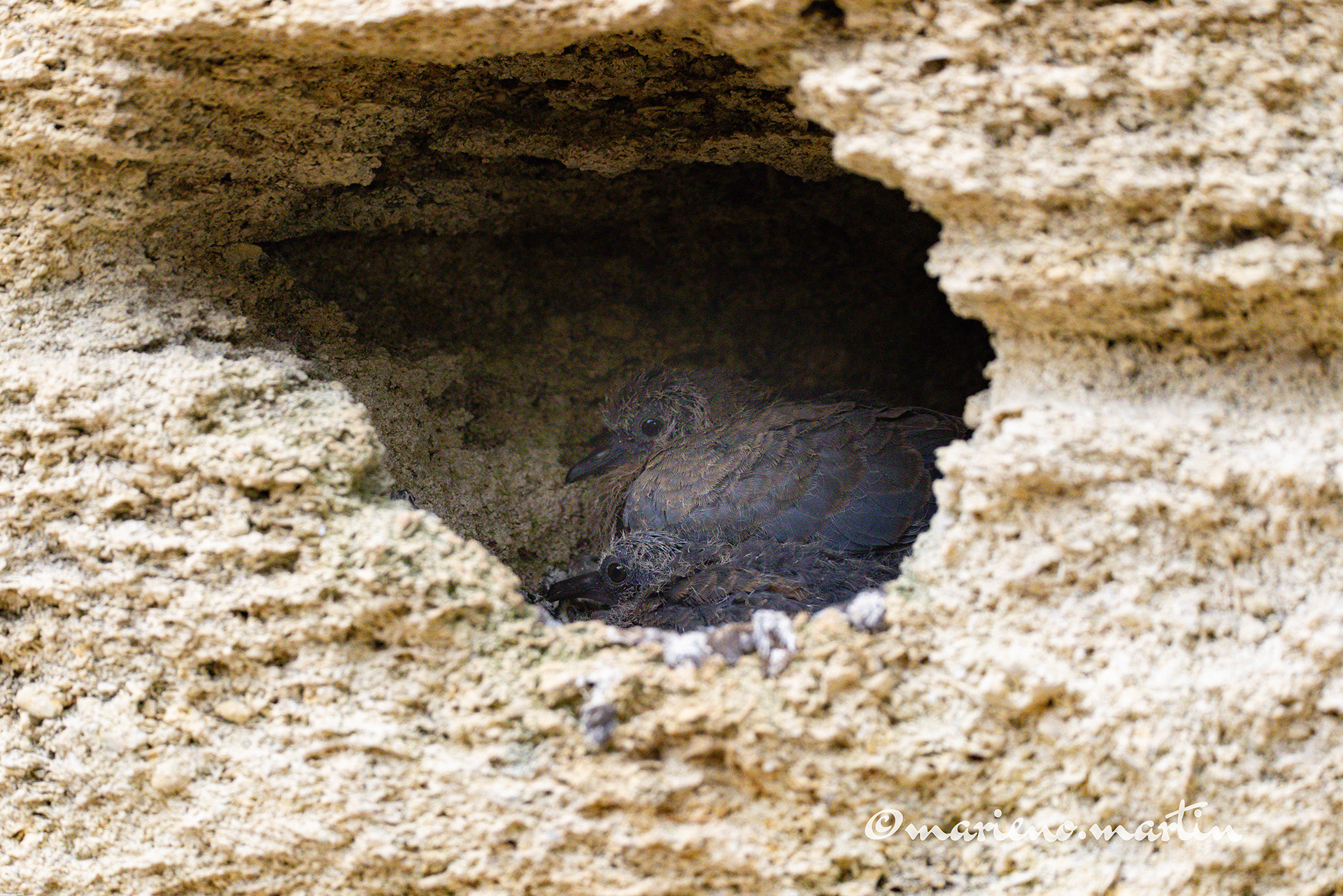 Couvée de Tourterelle maillée