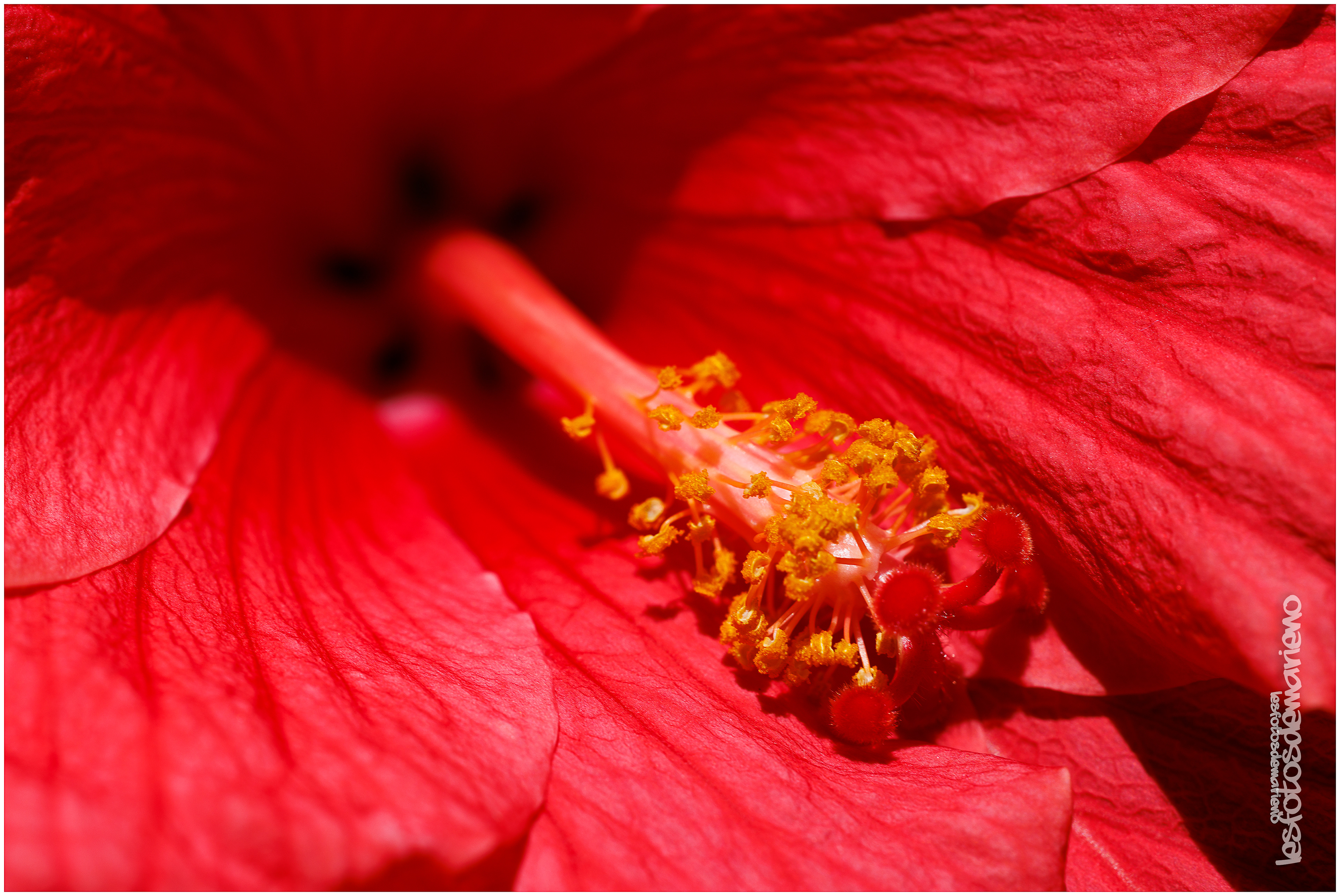 Variations d'hibiscus 6