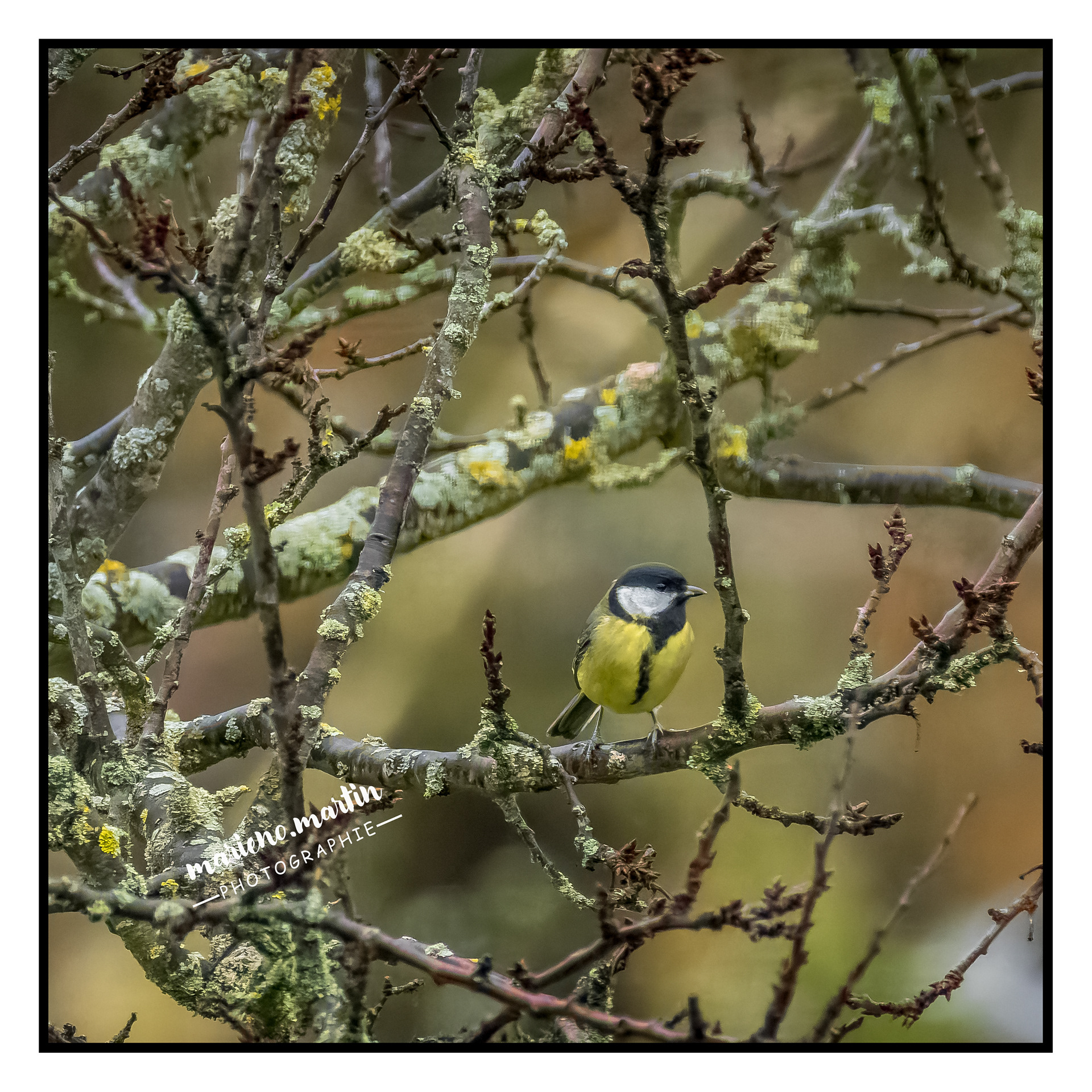 La mésange charbonnière