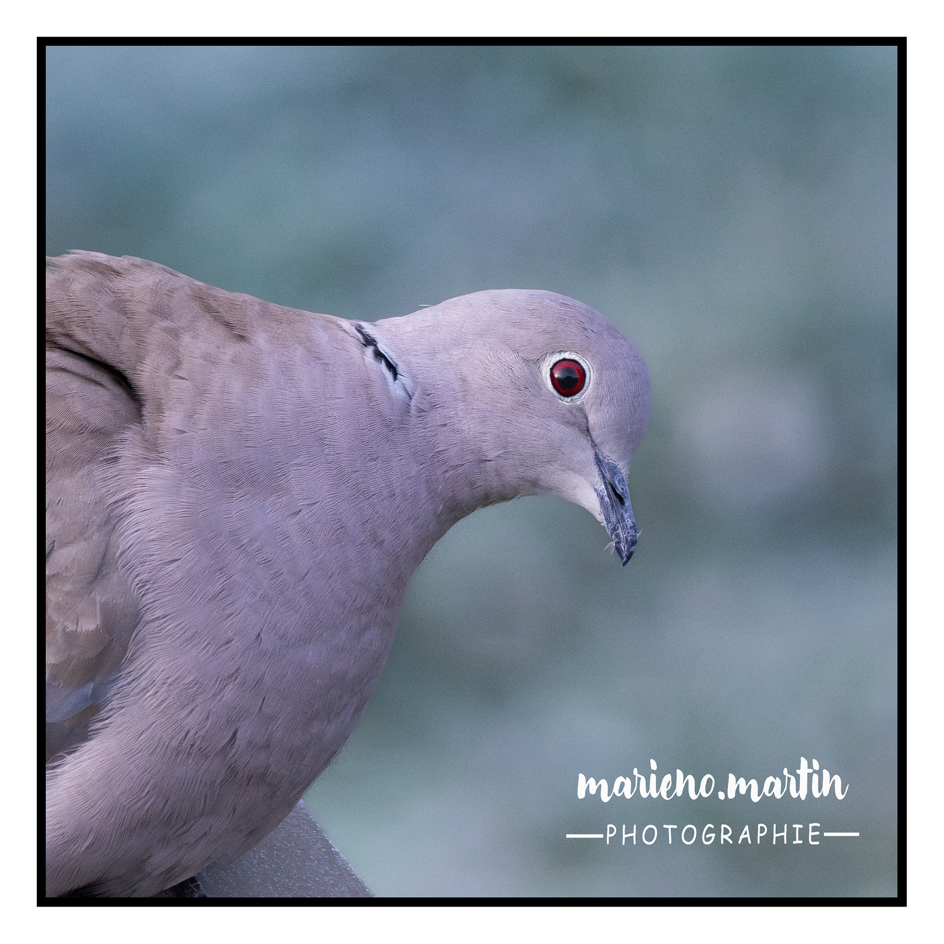 Portrait Tourterelle 