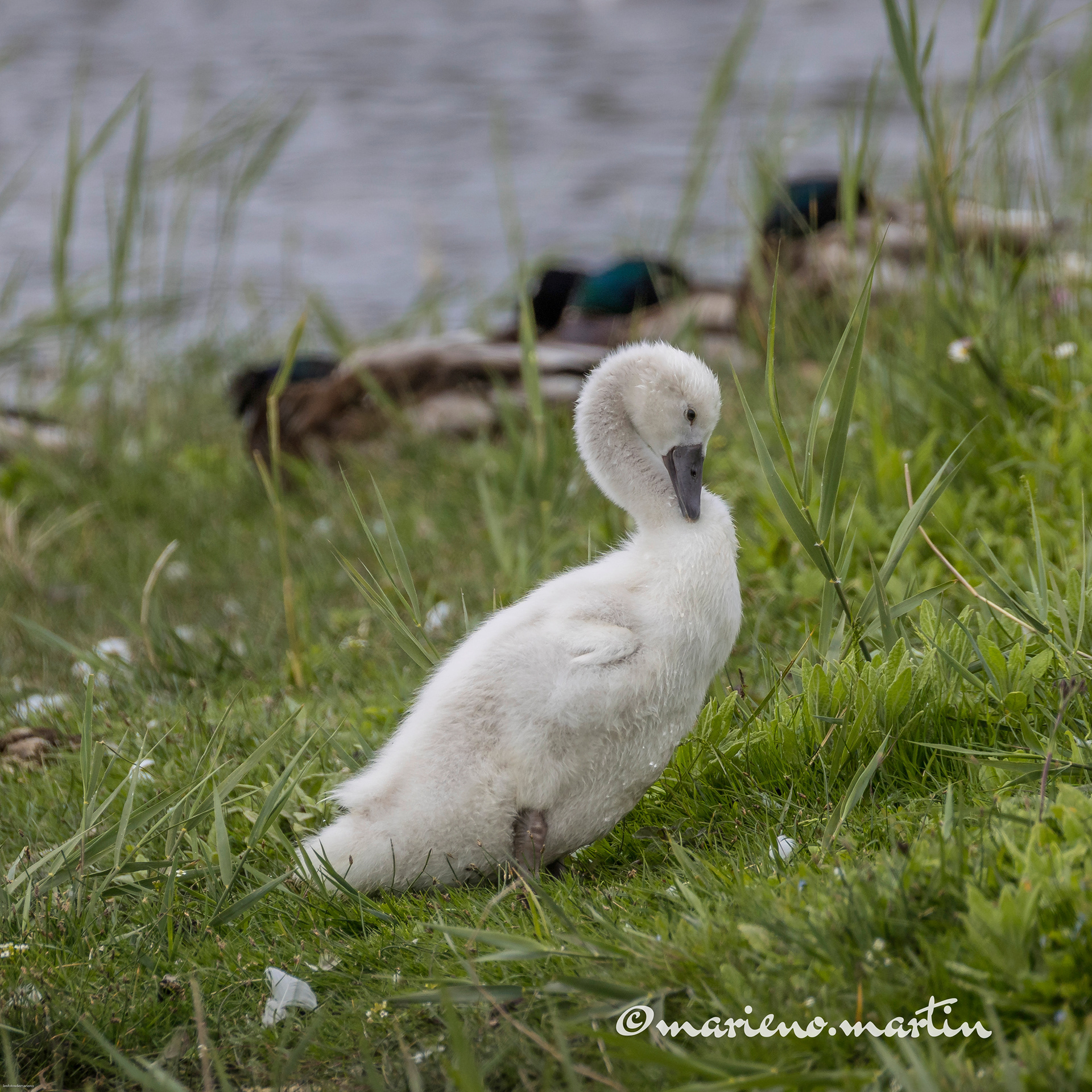 baby cygne