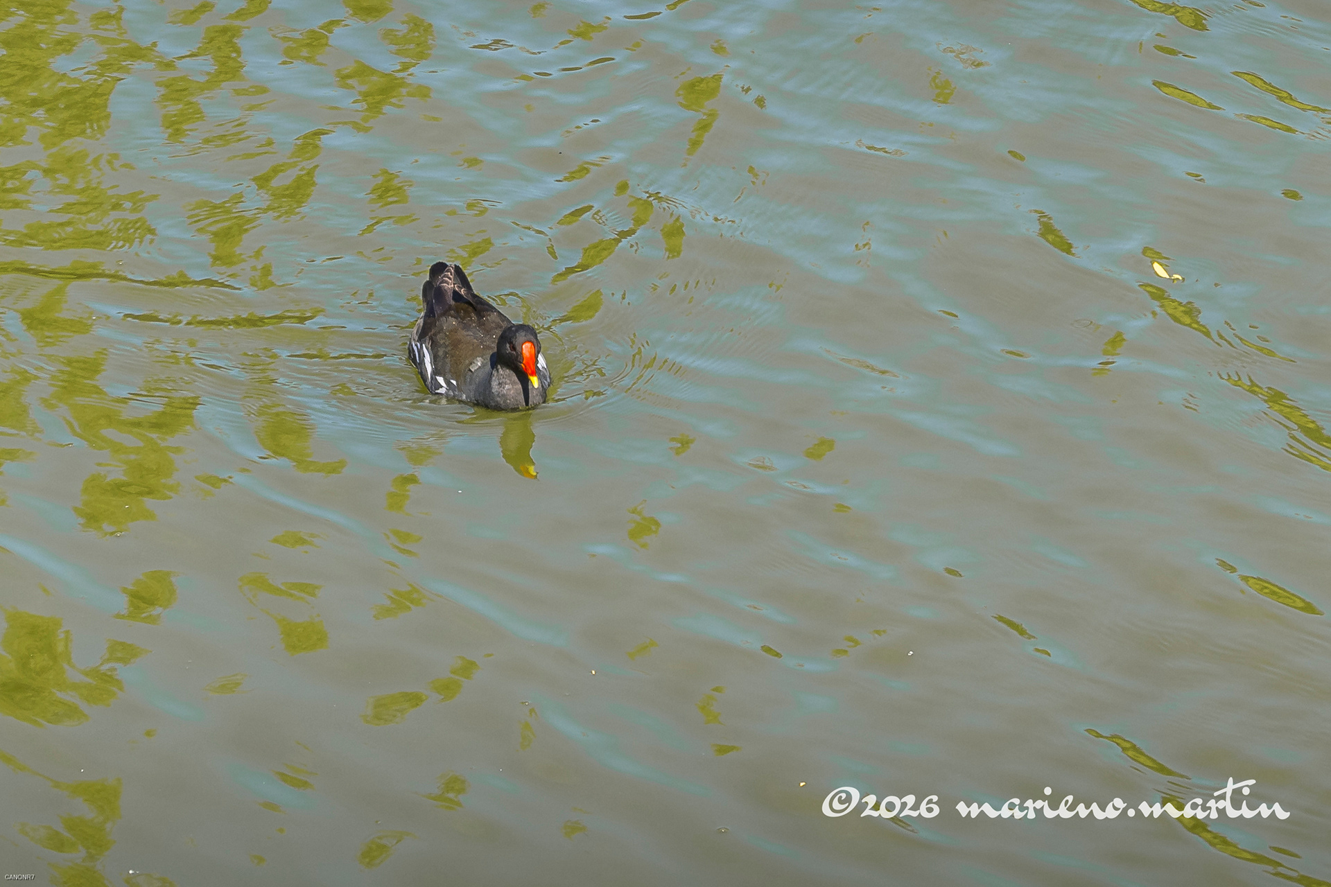 Poule d'eau