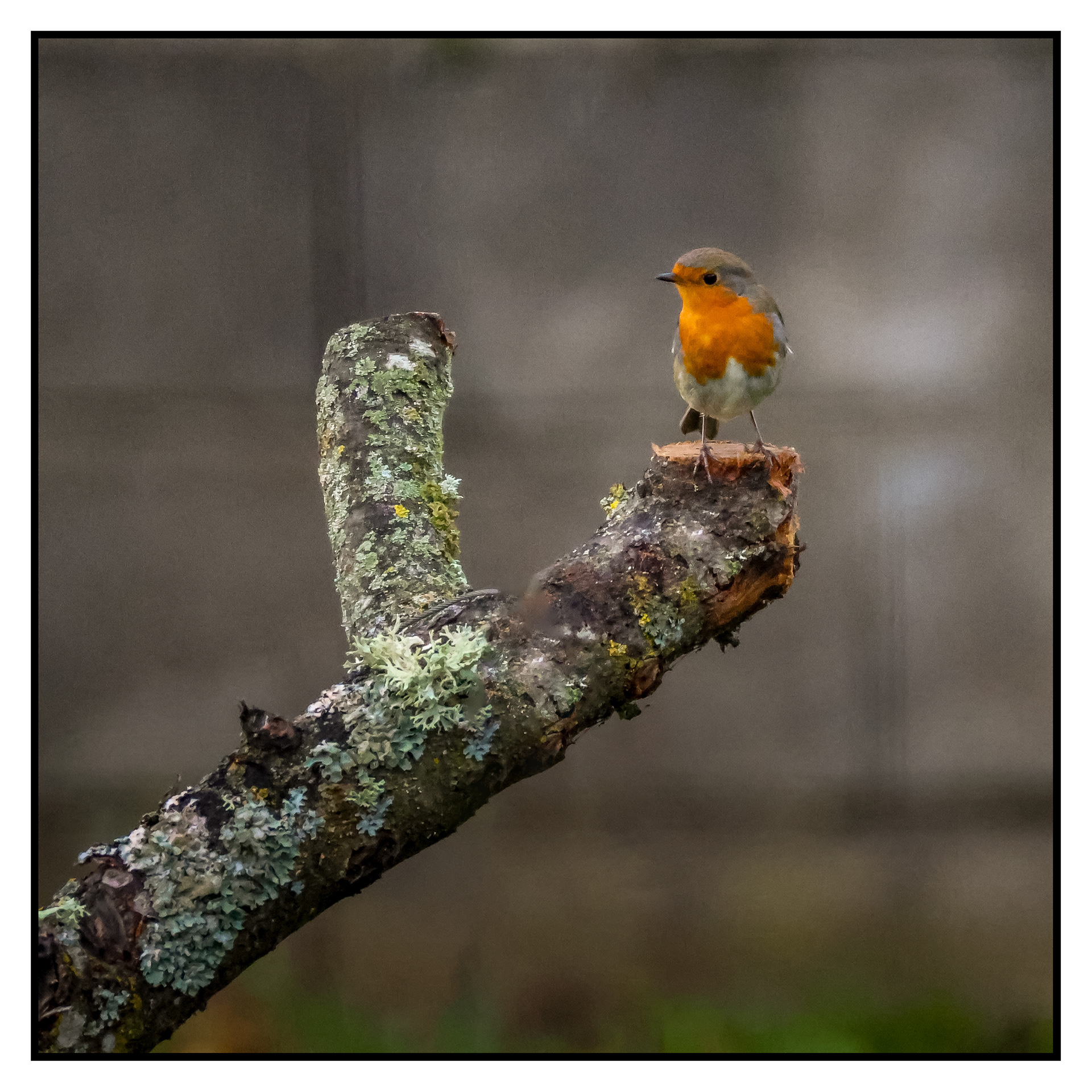 Le rouge-gorge