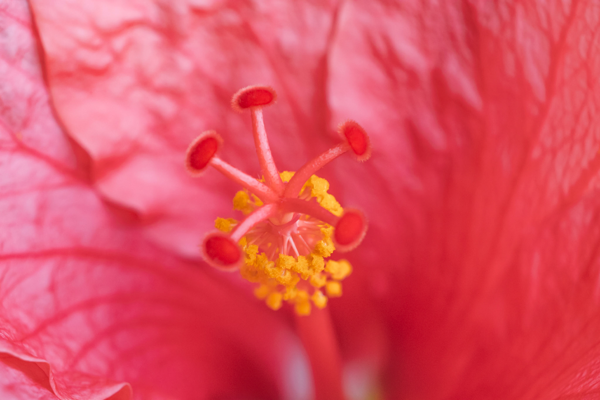 Variations d'Hibiscus