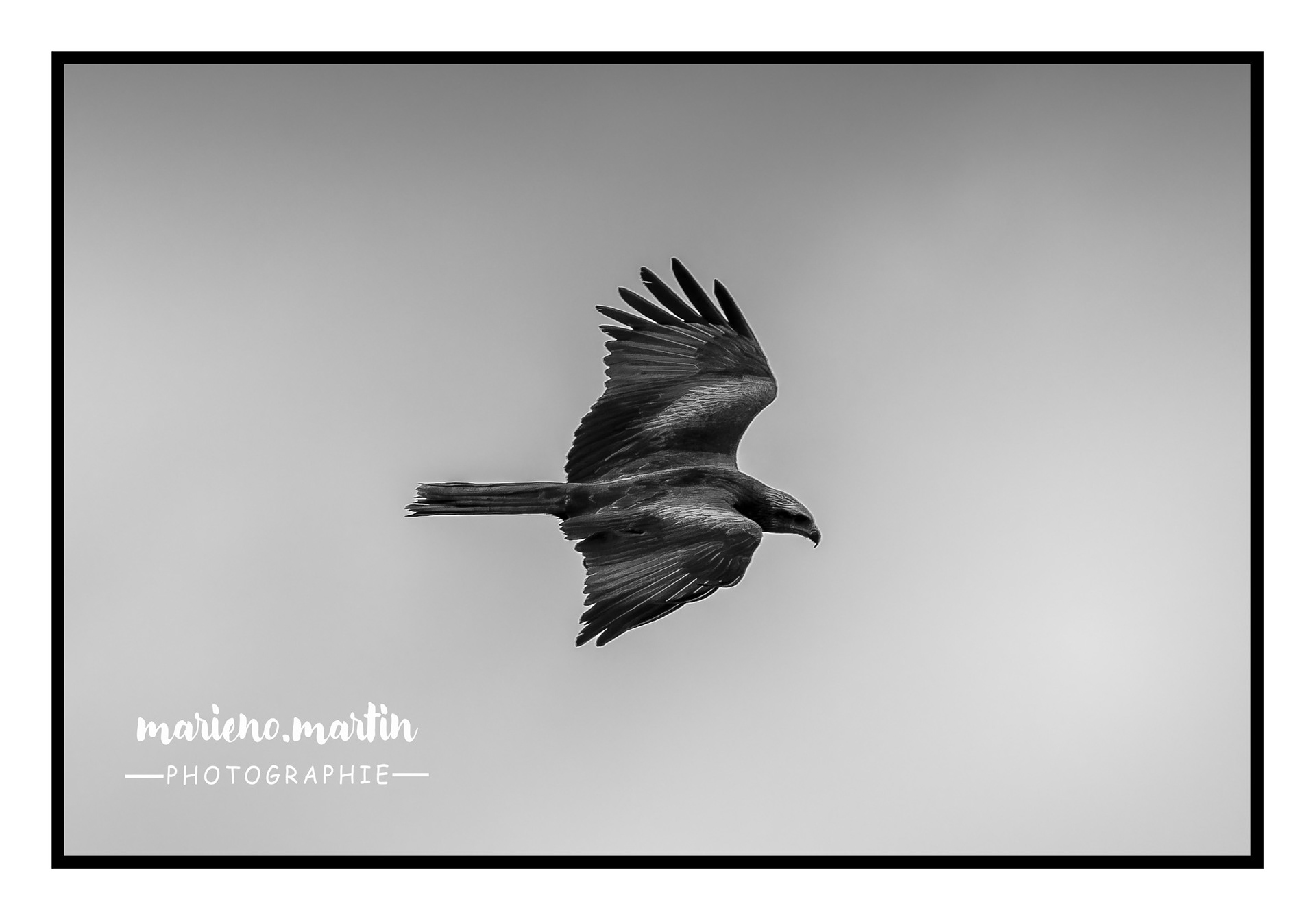 Le milan noir BW