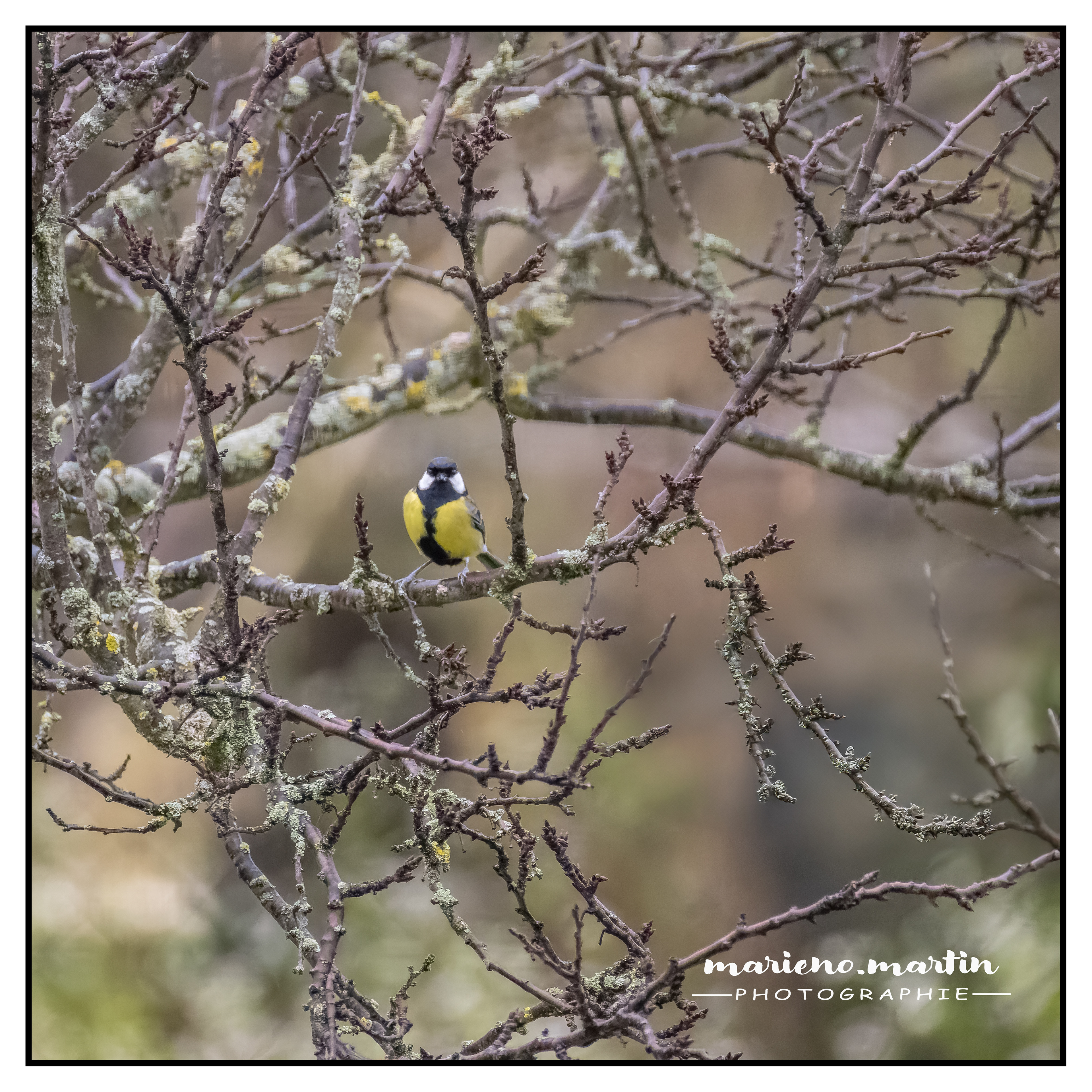 La mésange