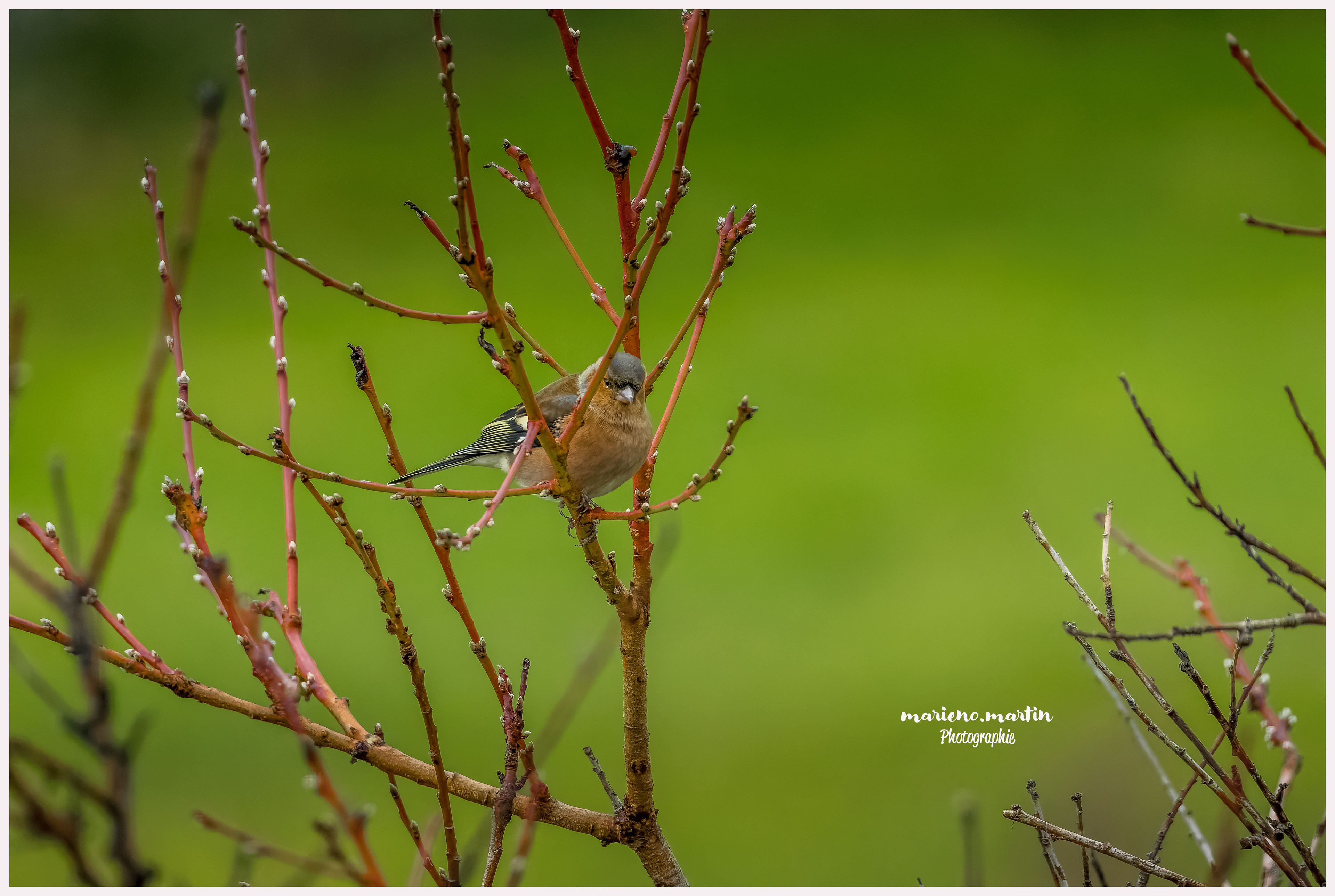 Le bouvreuil à tête grise