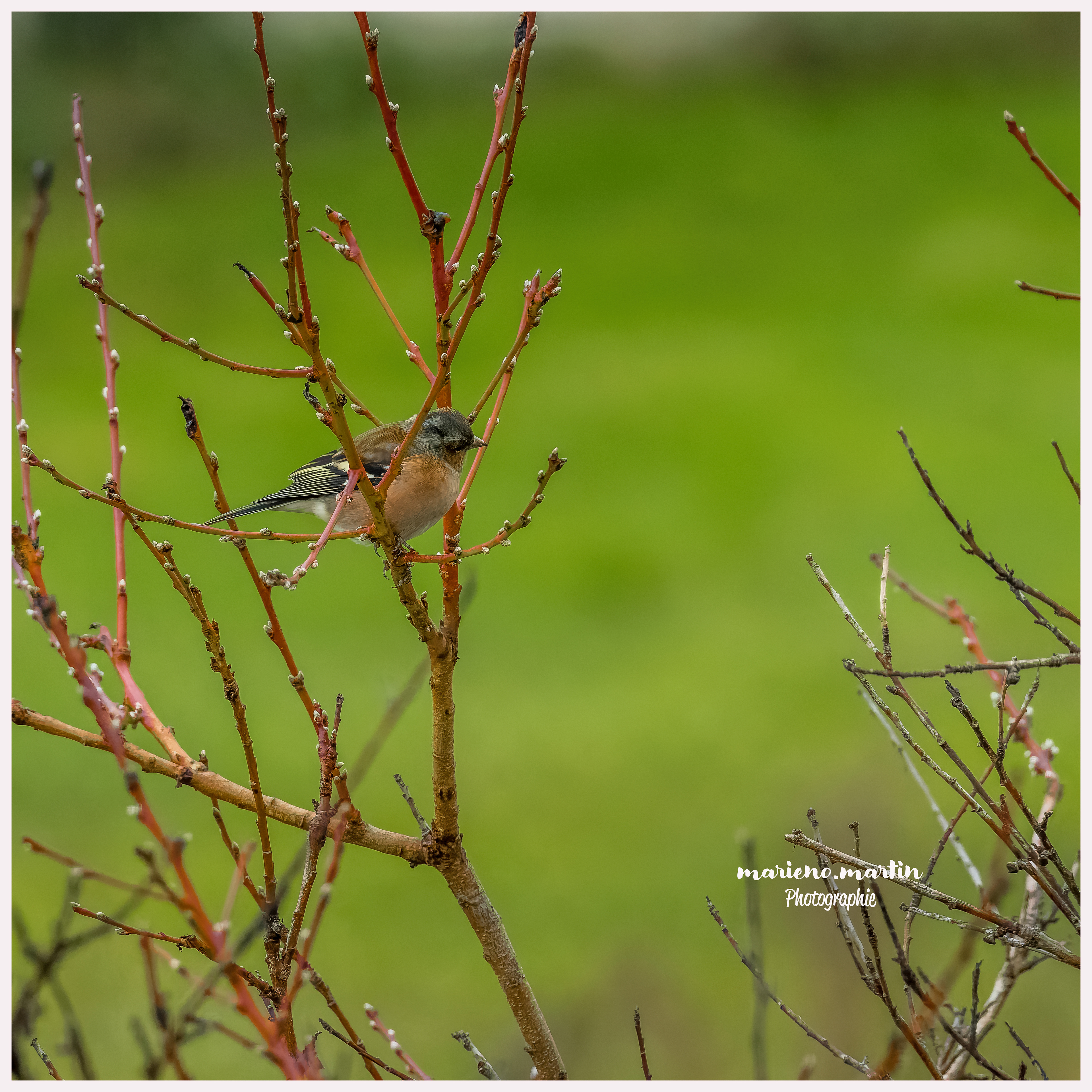 Le bouvreuil à tête grise