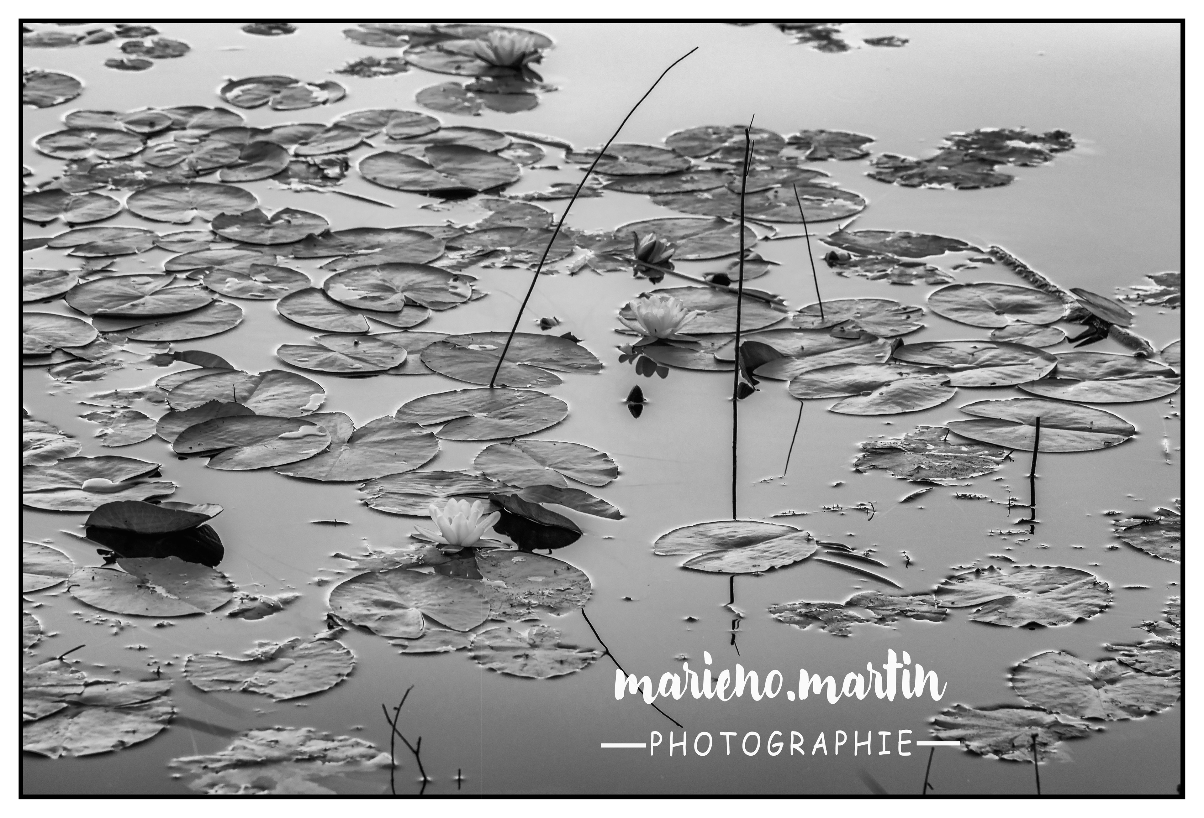 Nénuphars BW