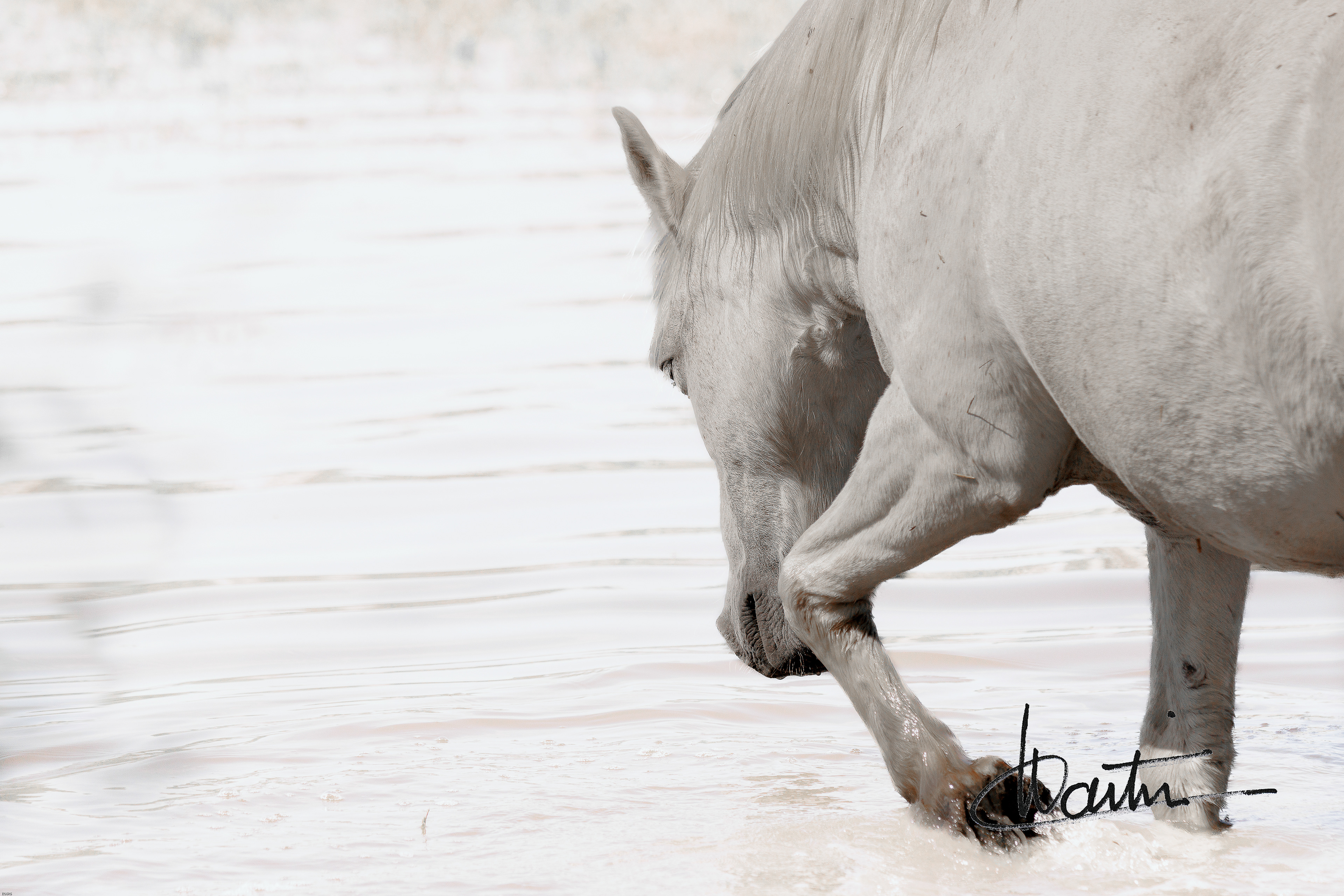 High key en Camargue