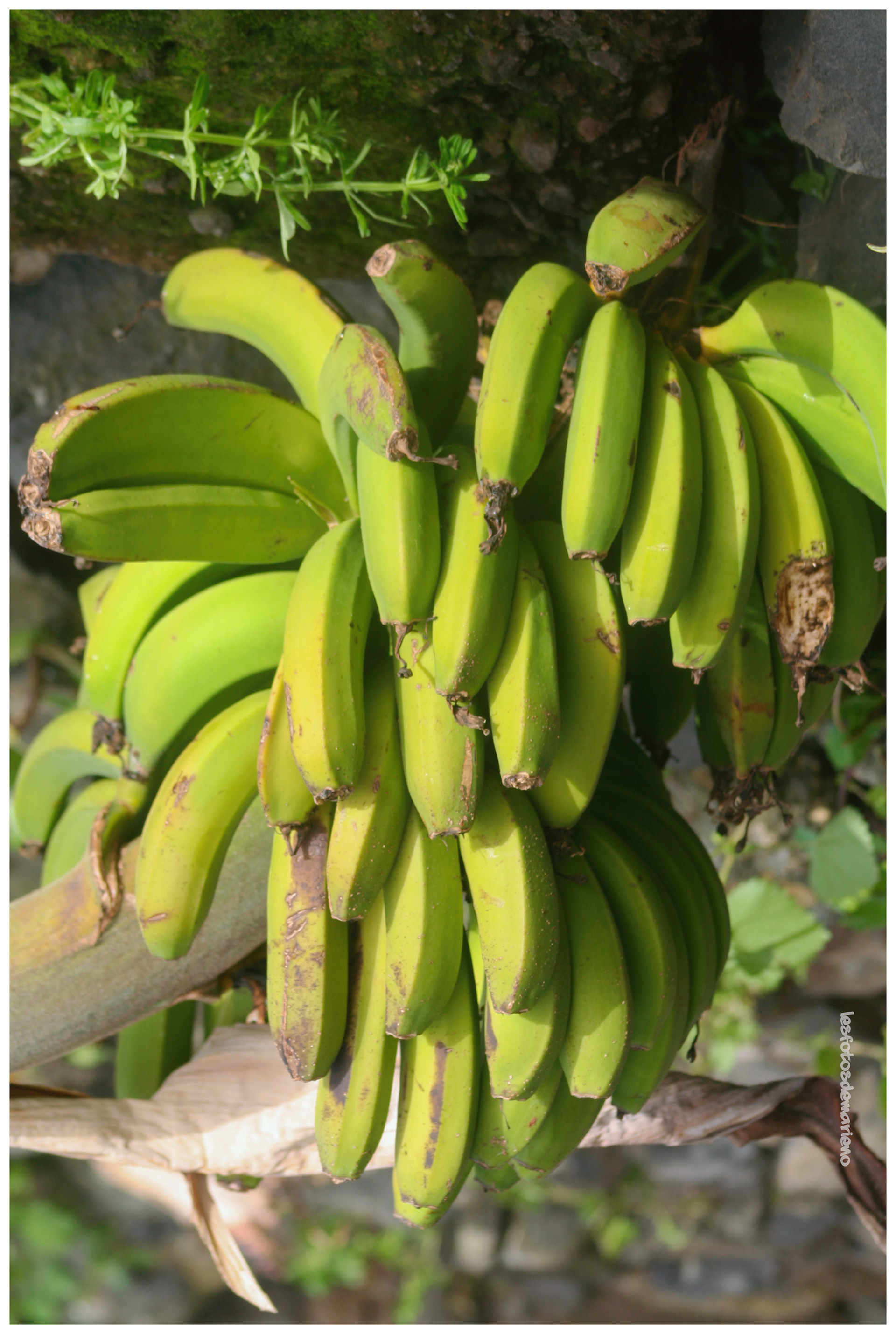 Régime de bananes