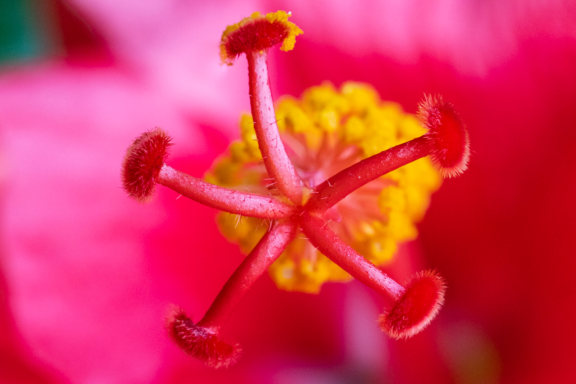 Variations d'Hibiscus 2