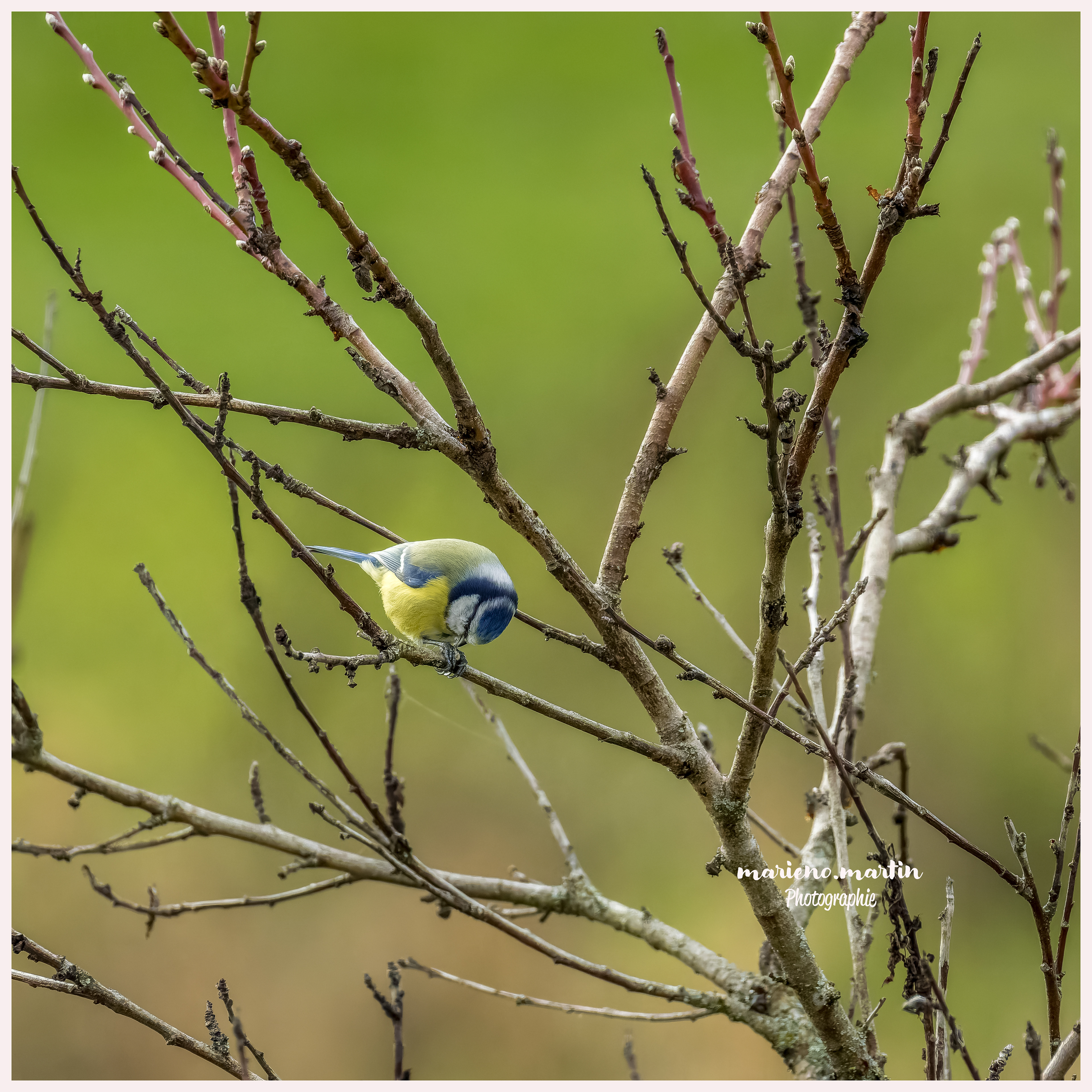 Mésange bleue - Déjeuner sur la branche