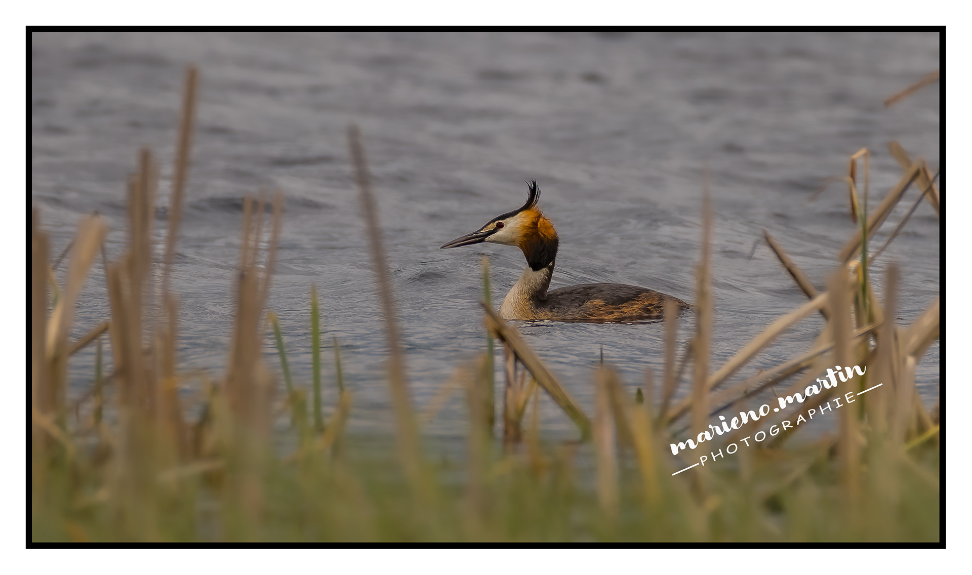 Grèbe huppé