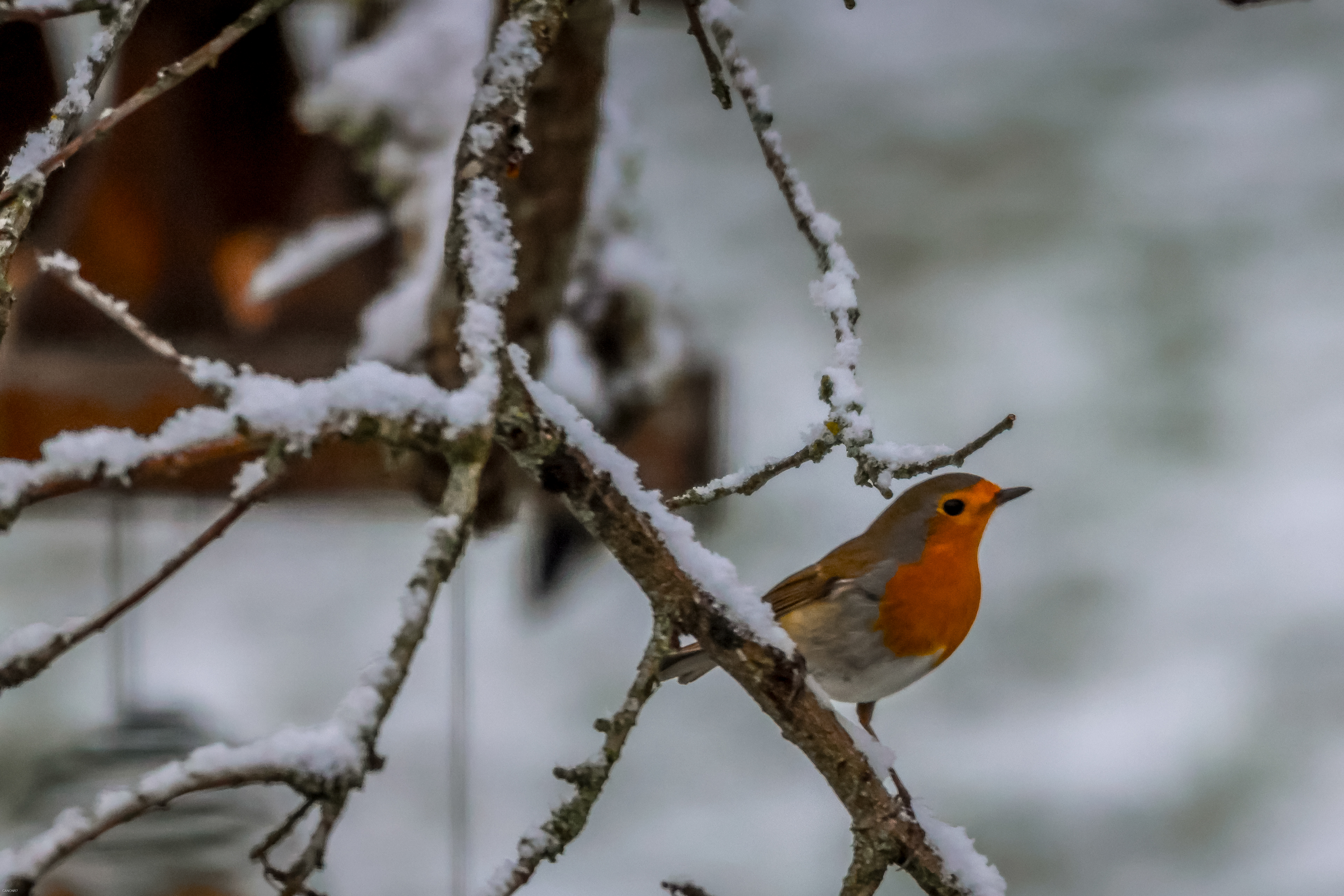 Un petit pas sous la neige
