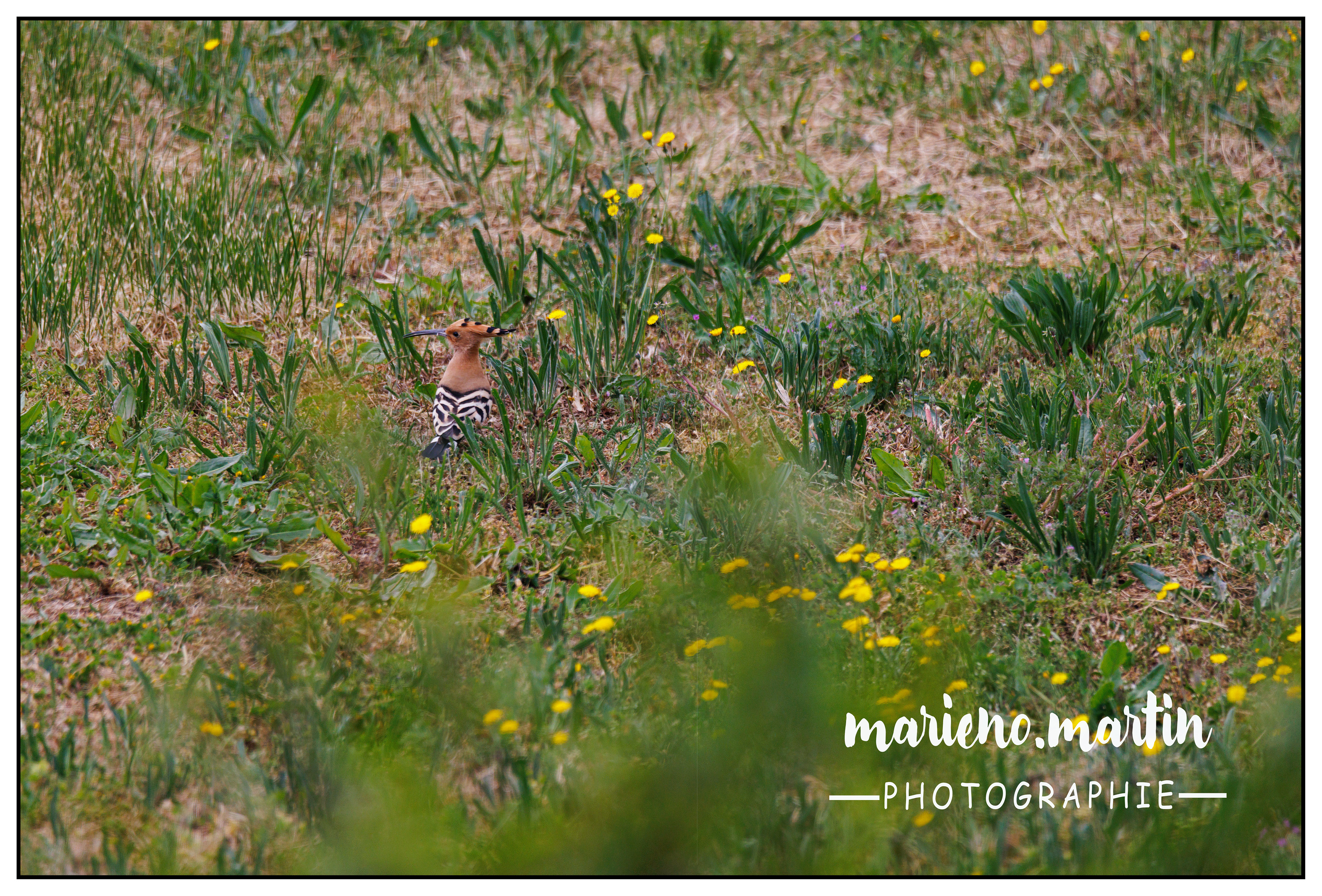 Huppa in my garden