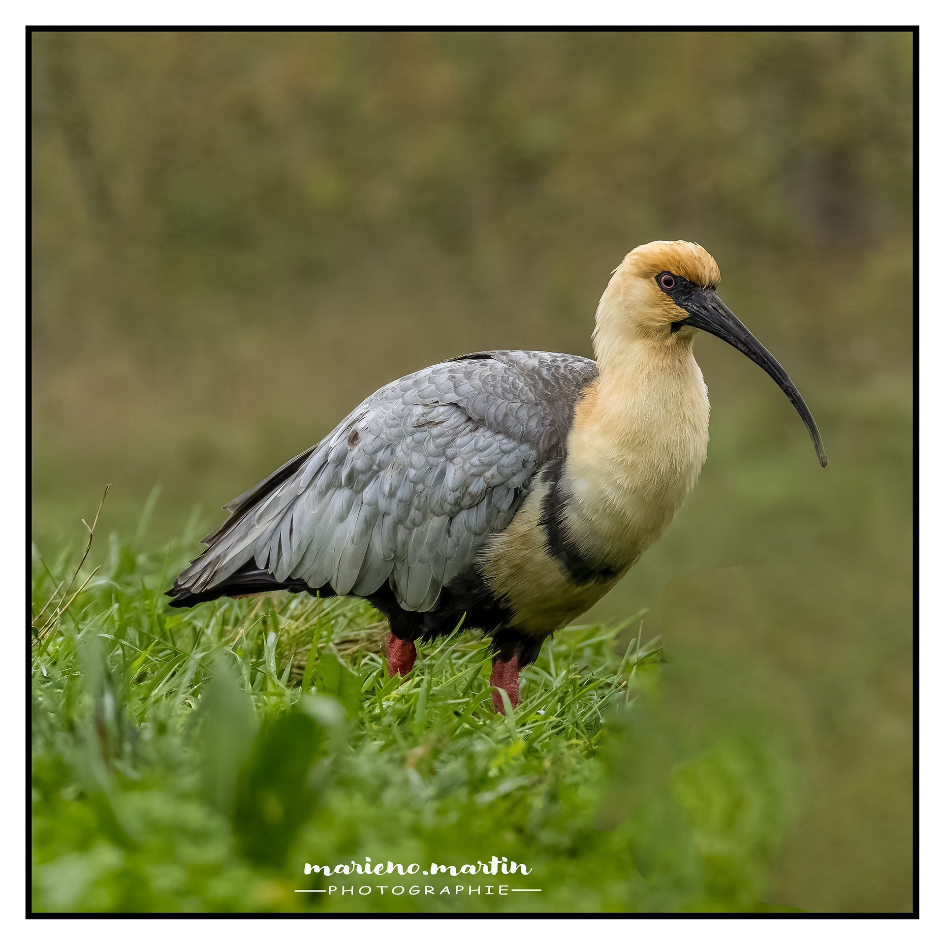 Ibis des Andes - Bioparc Doué en anjou