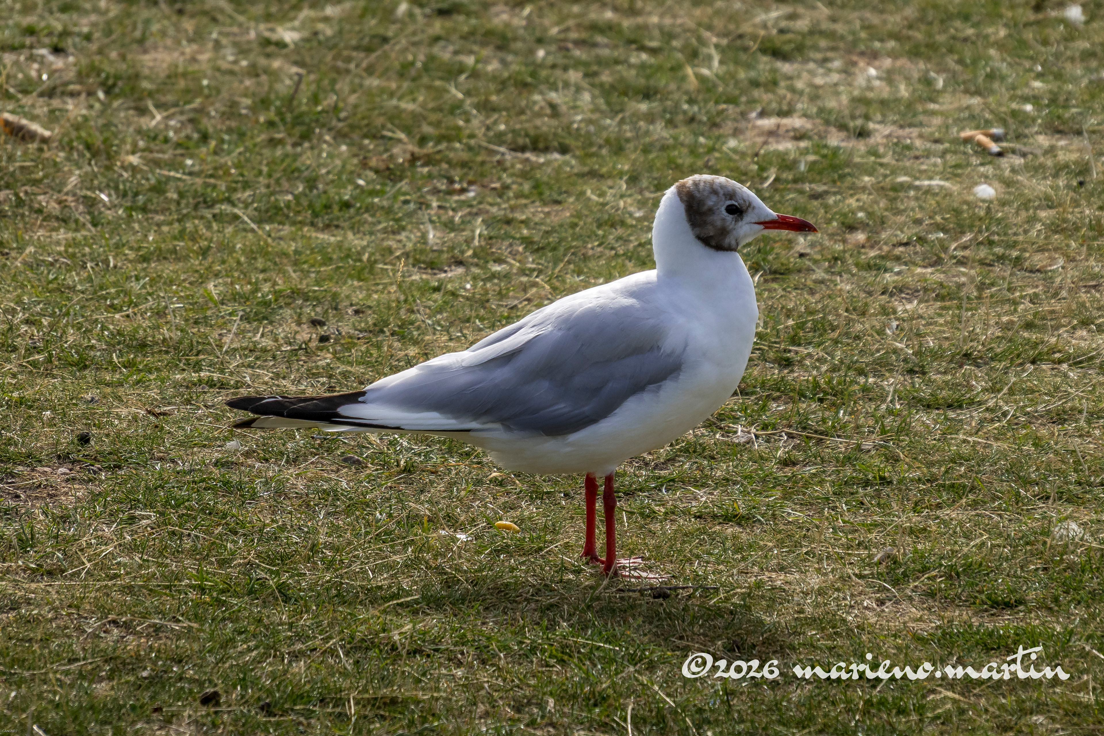 Mouette