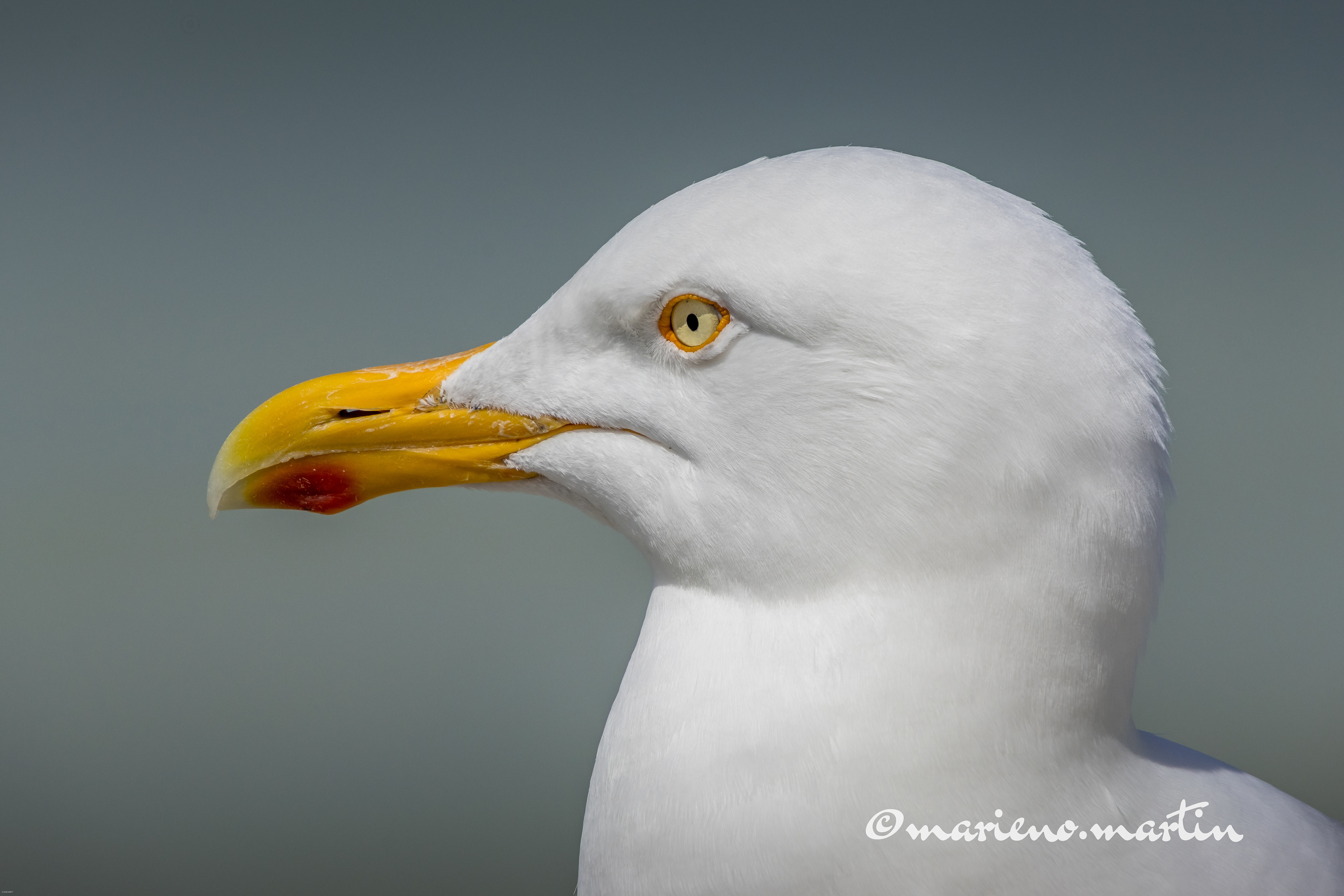 Profil anthropométrique