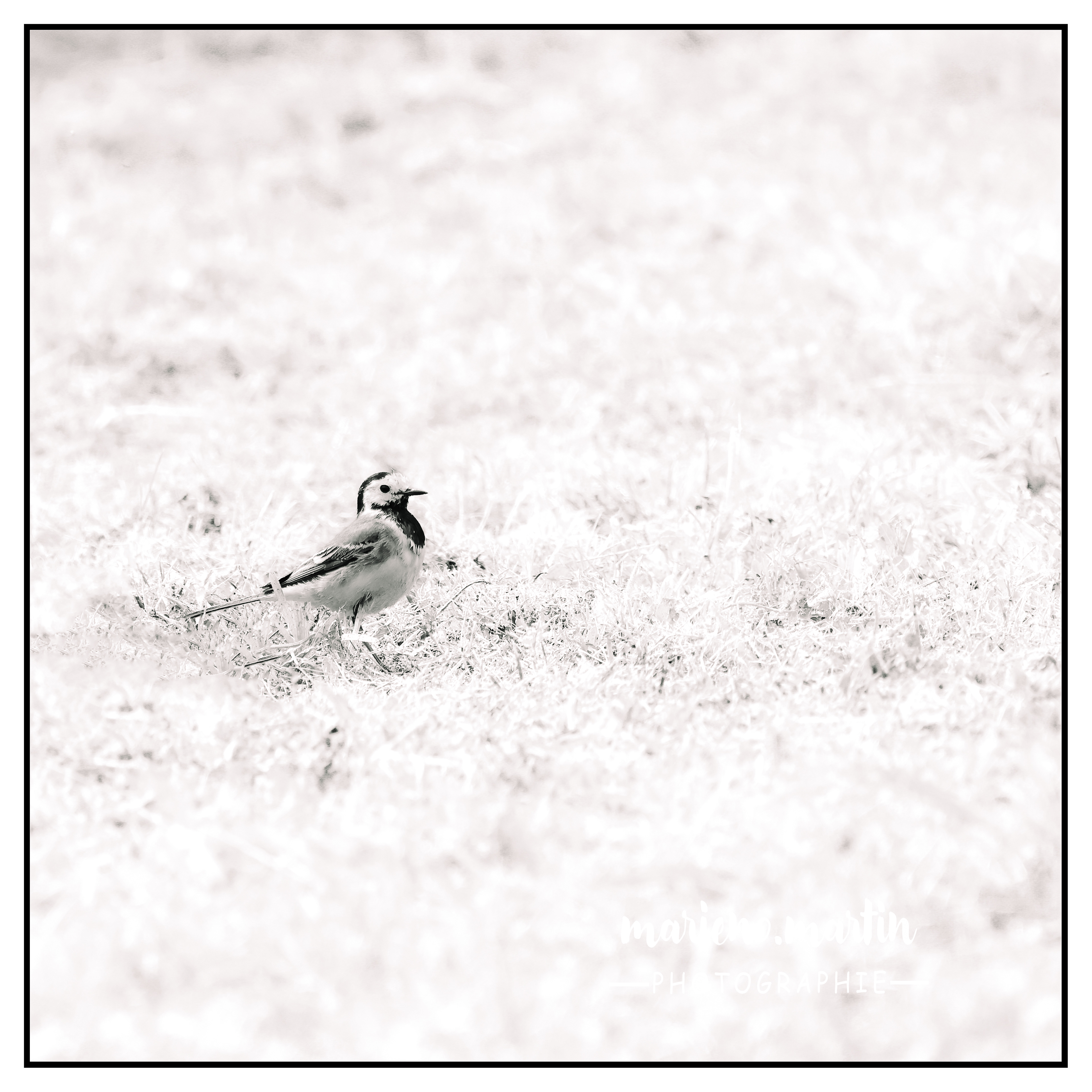 High key bergeronnette