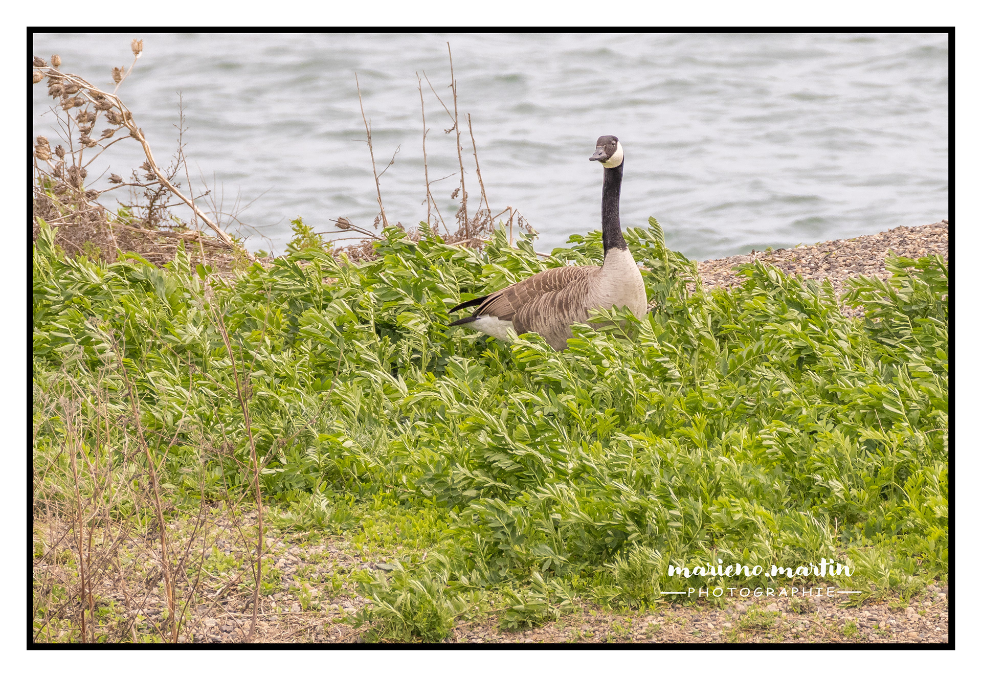 Oie bernache à Cournon