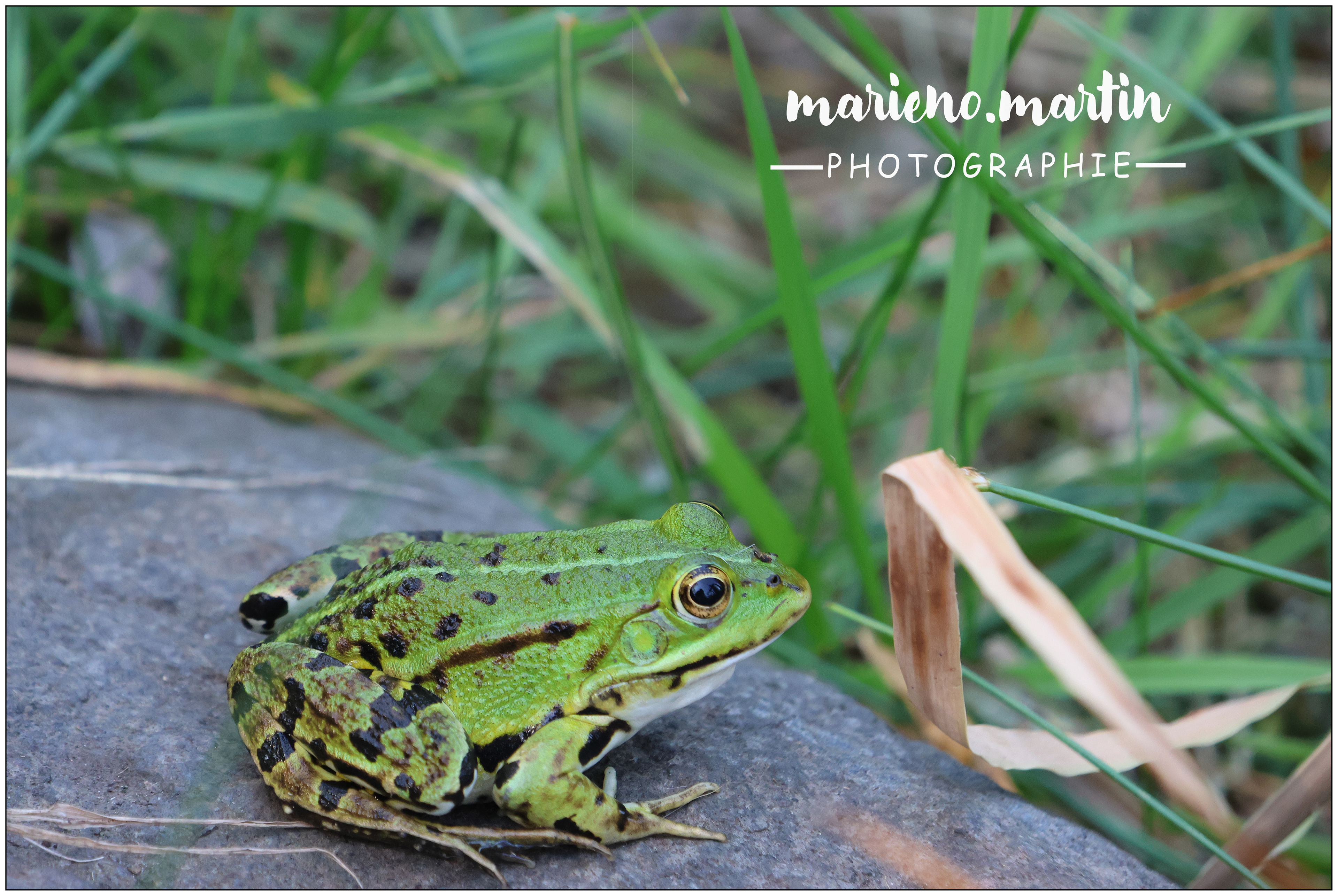 La reine des rainettes