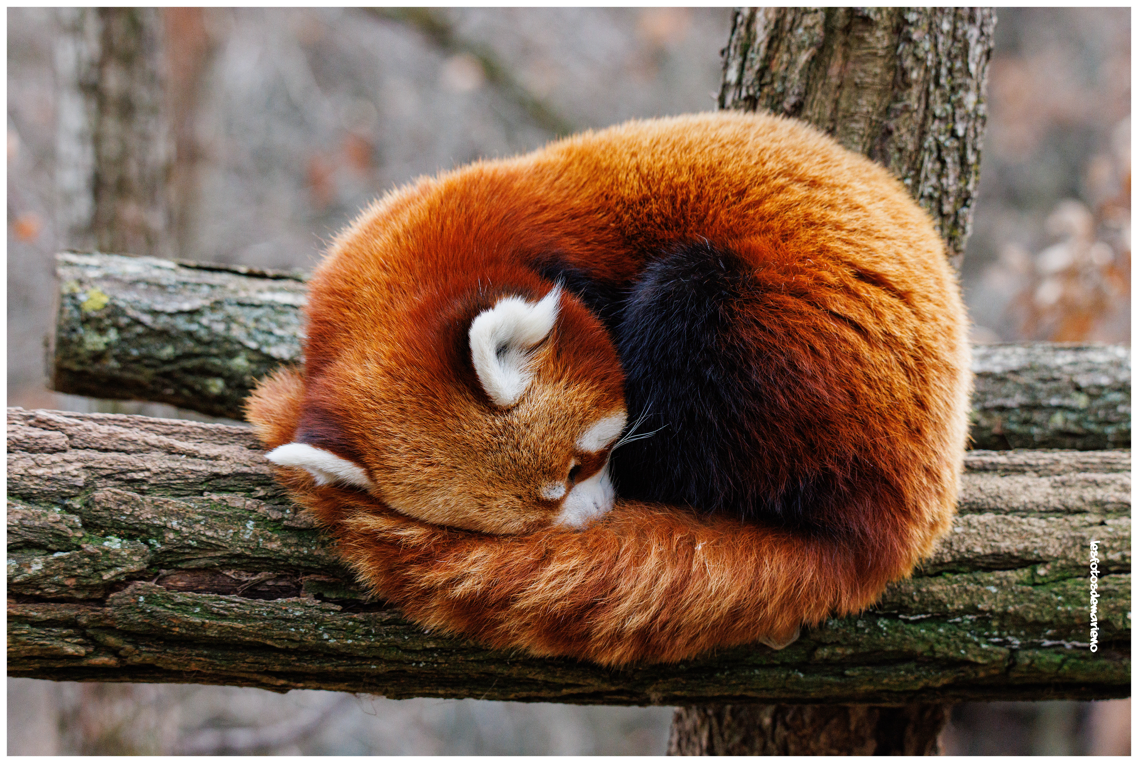 Panda repu