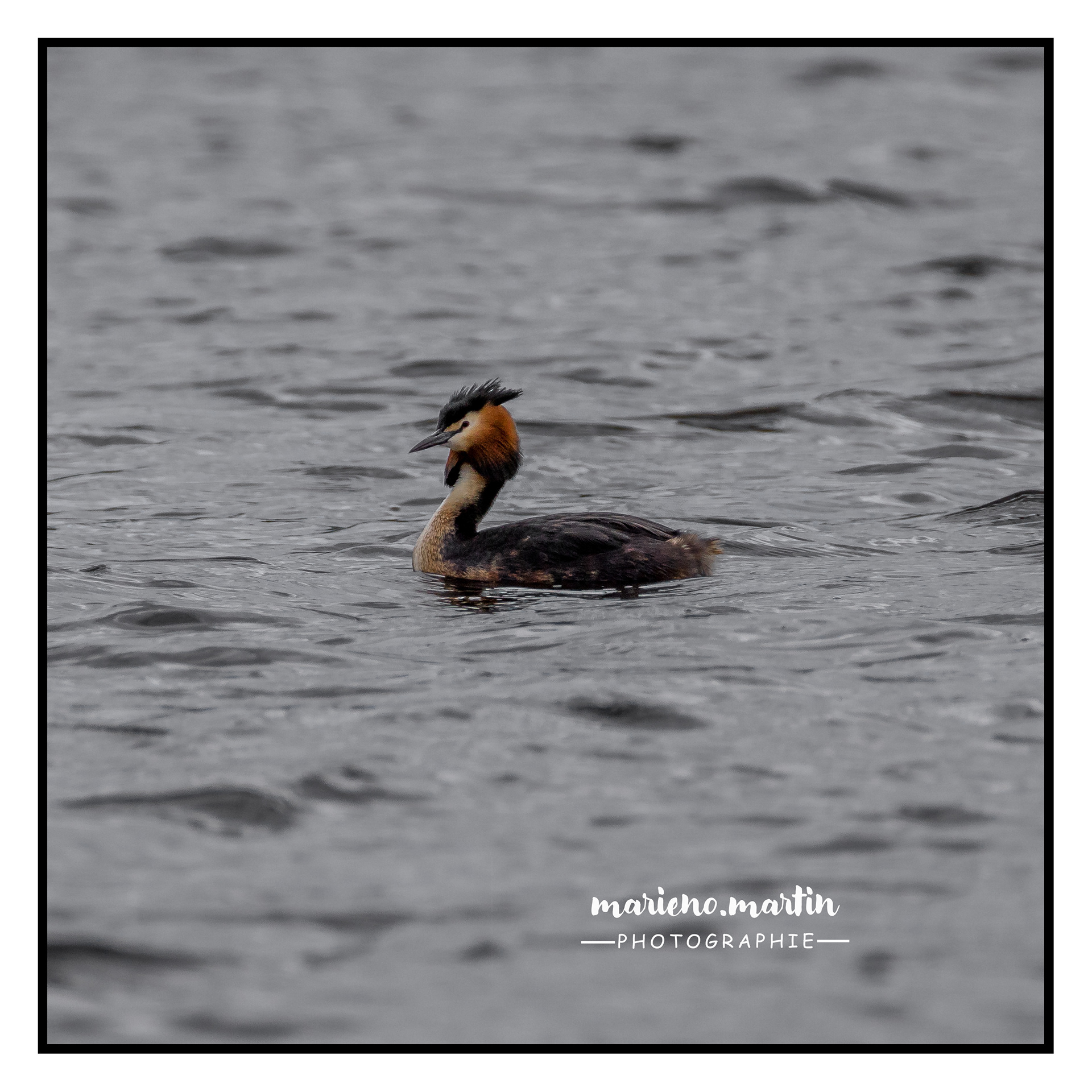 Grèbes lac du pêcher