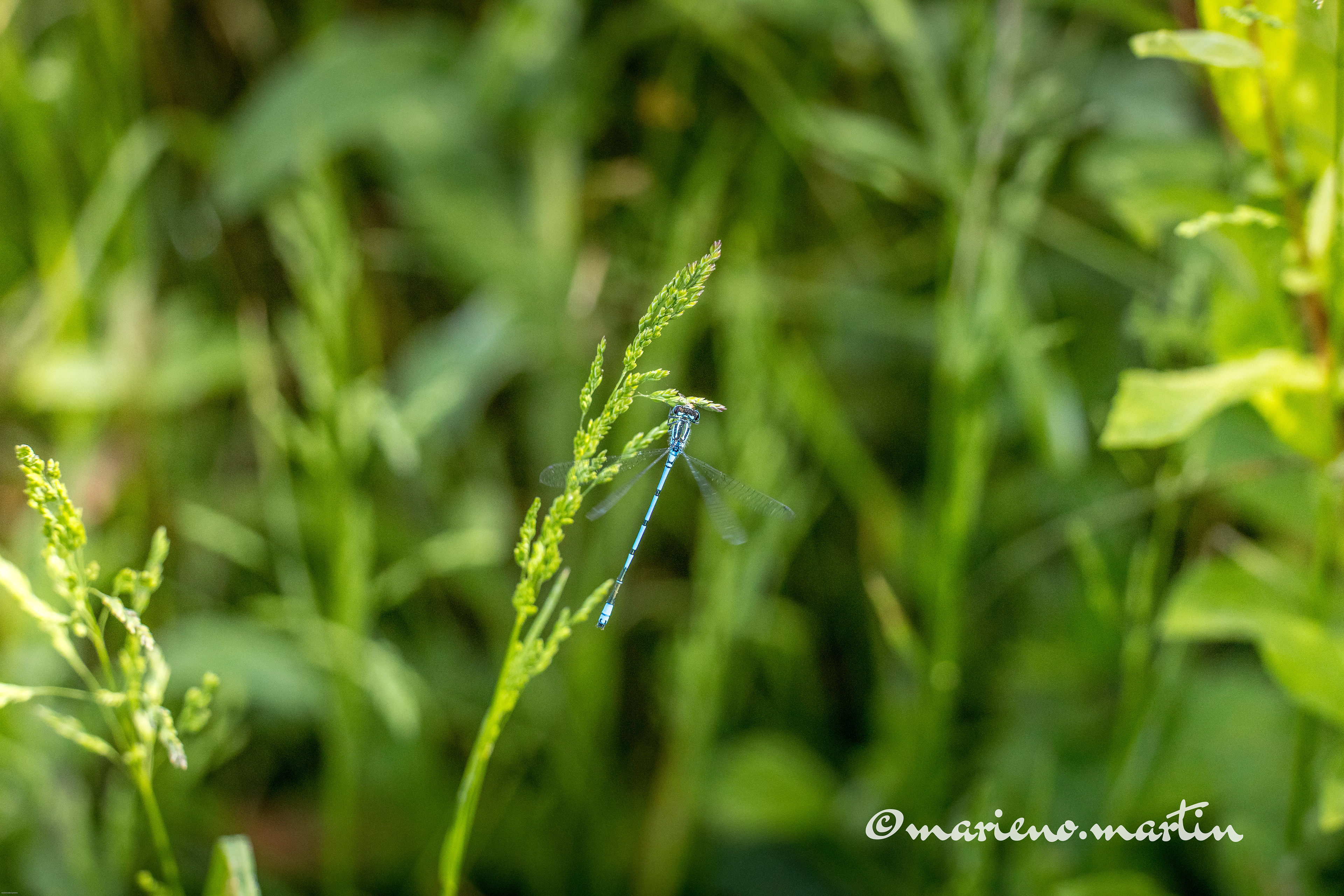 Vert et bleu