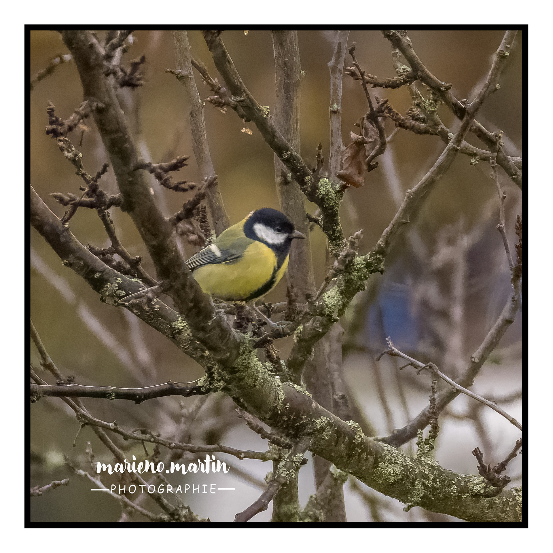 La mésange charbonnière