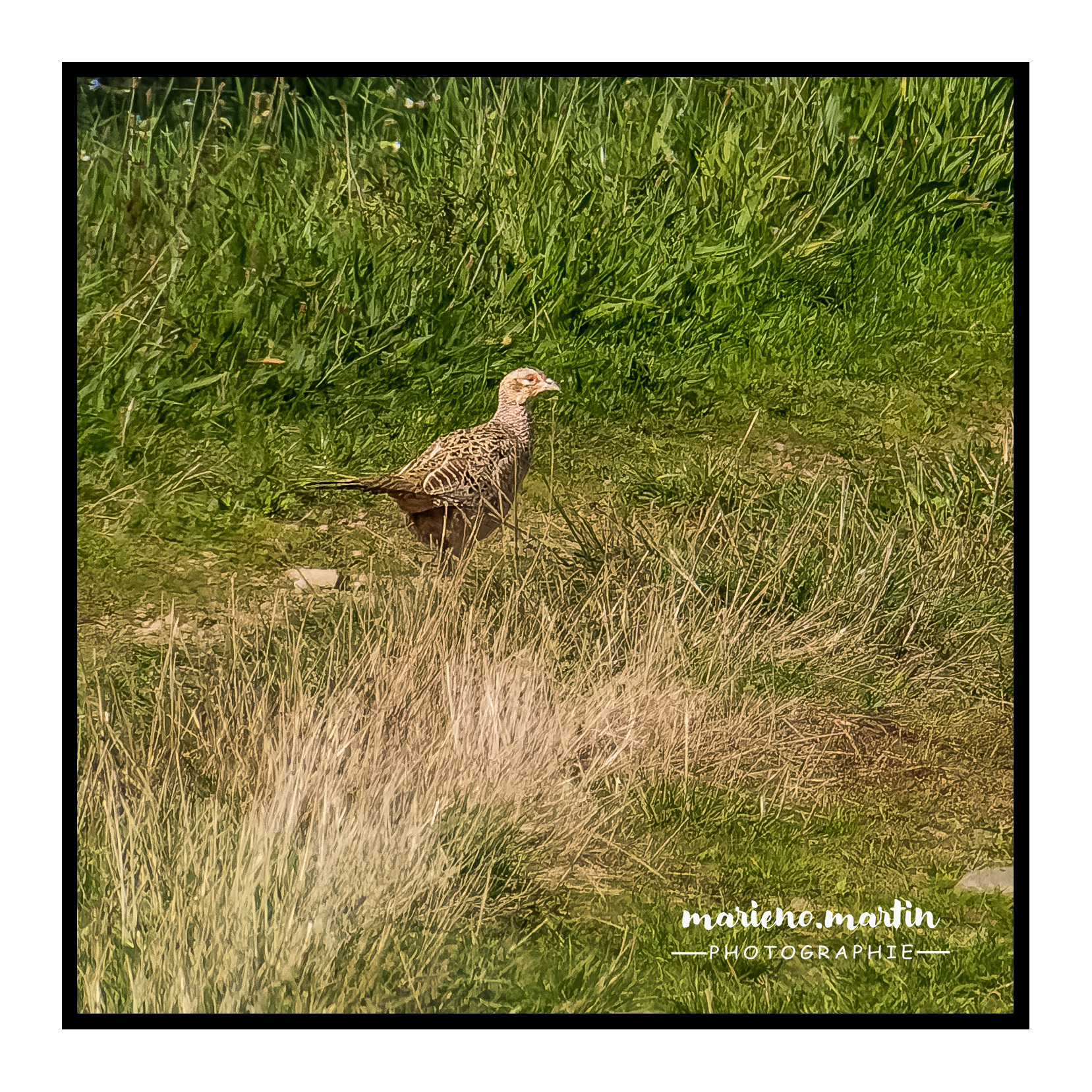 Au hasard de la randonnée