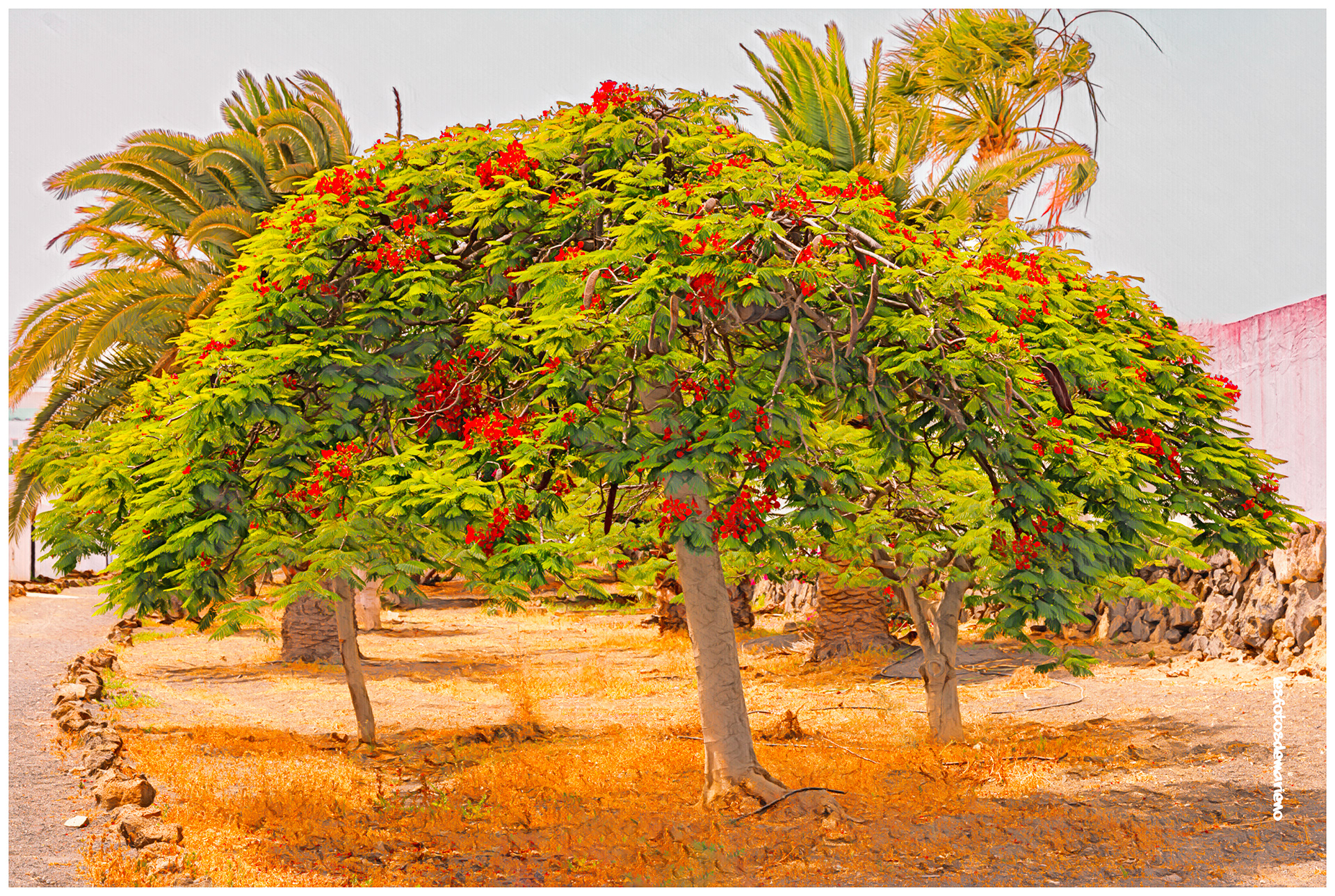 Le flamboyant de Lanzarote