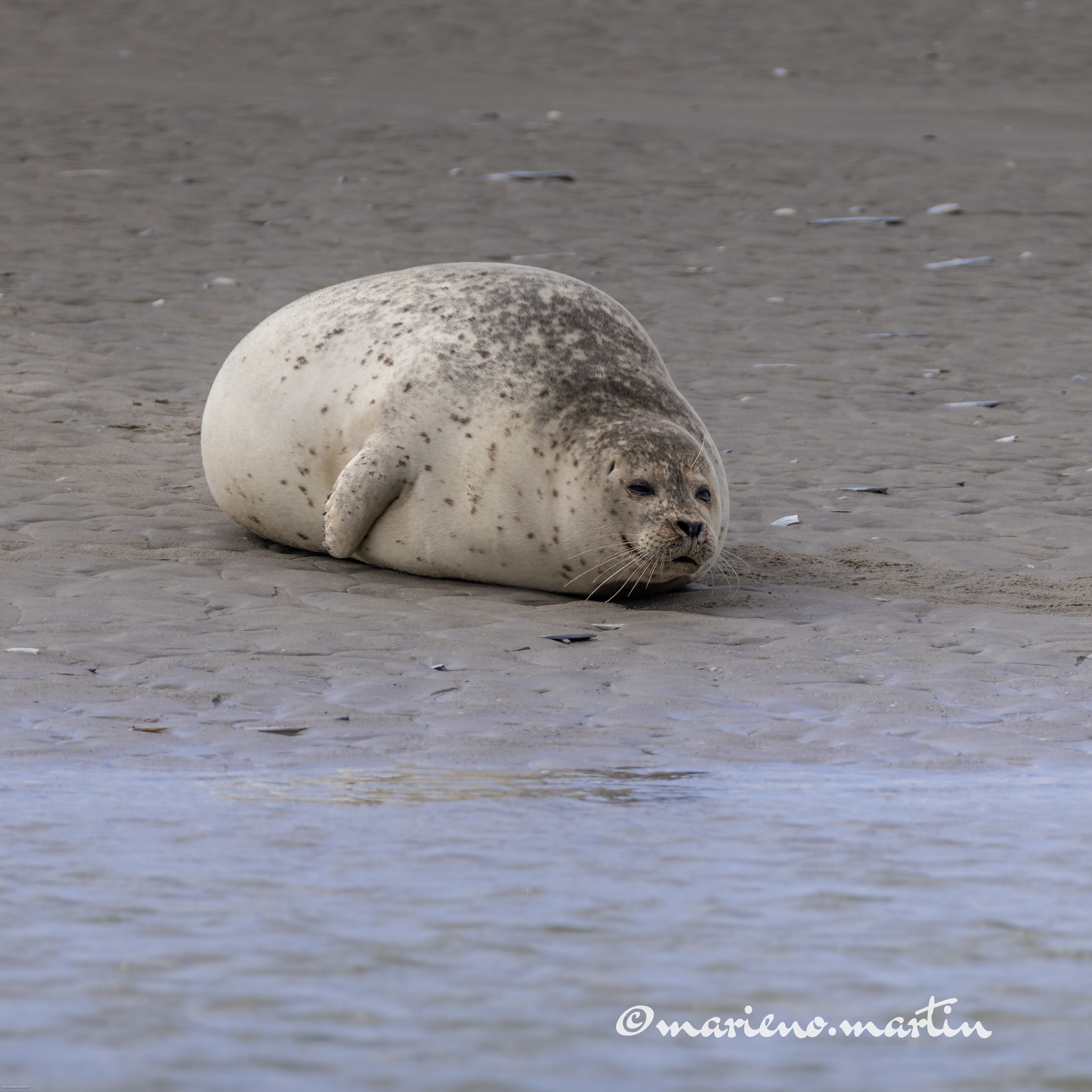 Phoque baie d'Authie