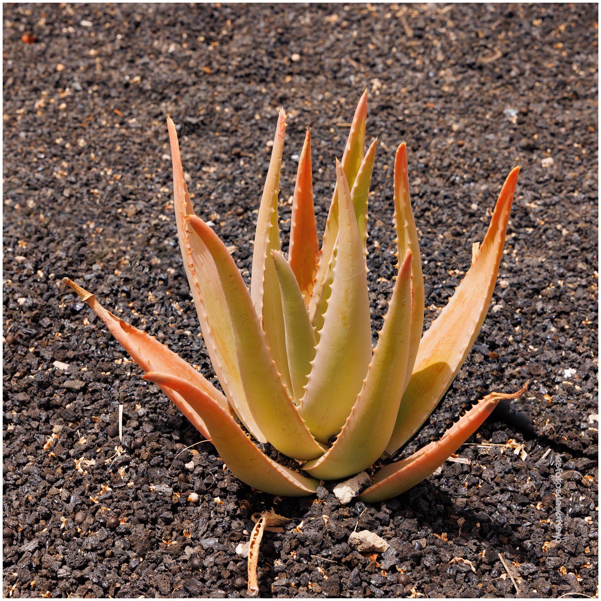 L'aloé vera
