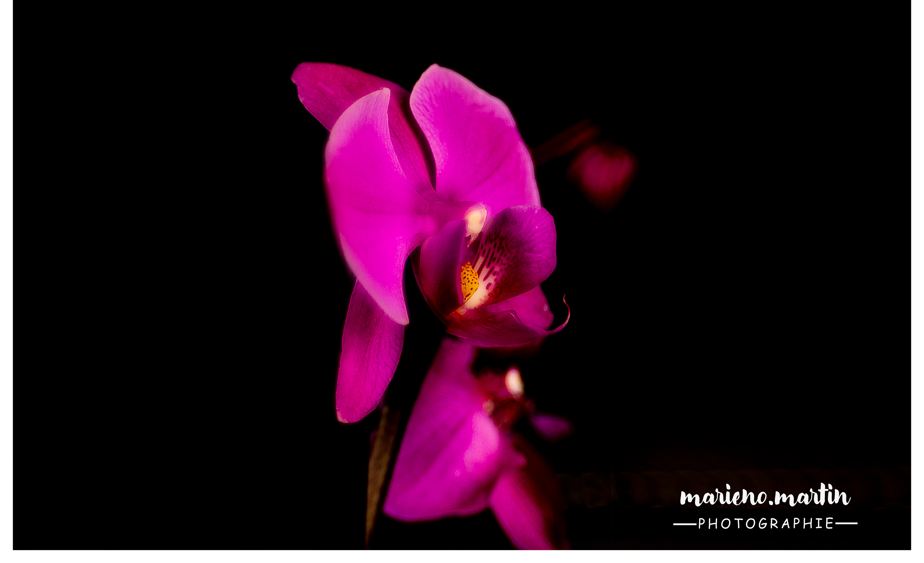 Purple orchid !