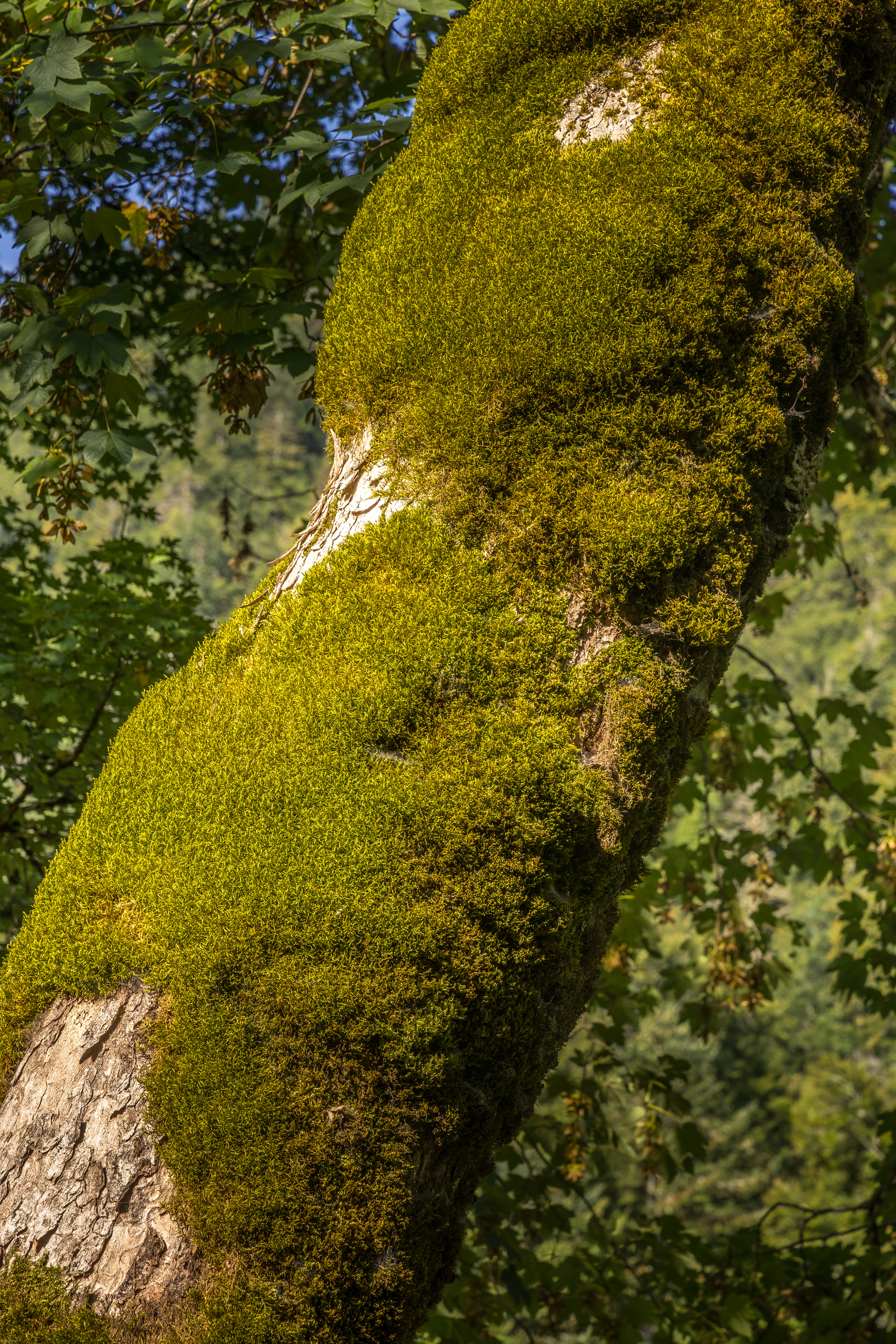 La grande chartreuse