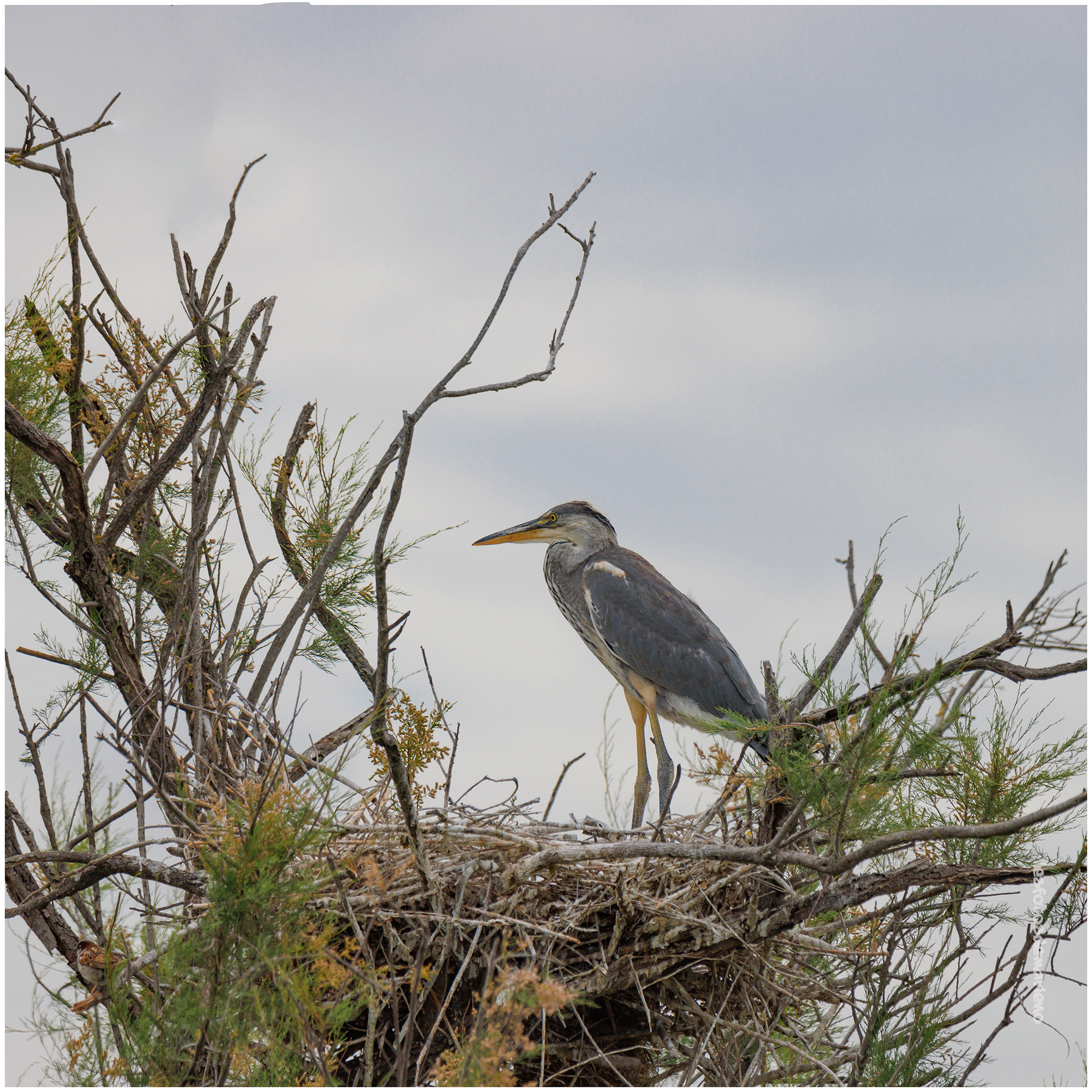 Héron  en observation