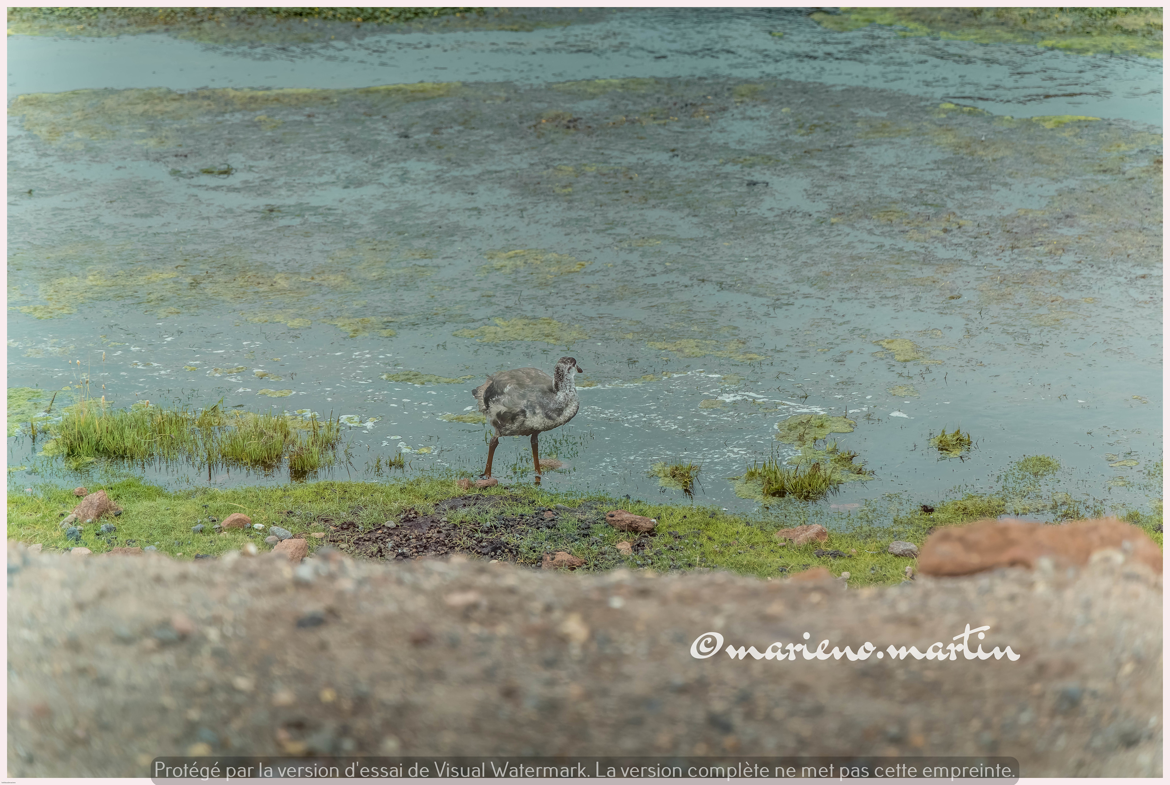 La poule d'eau juvénile