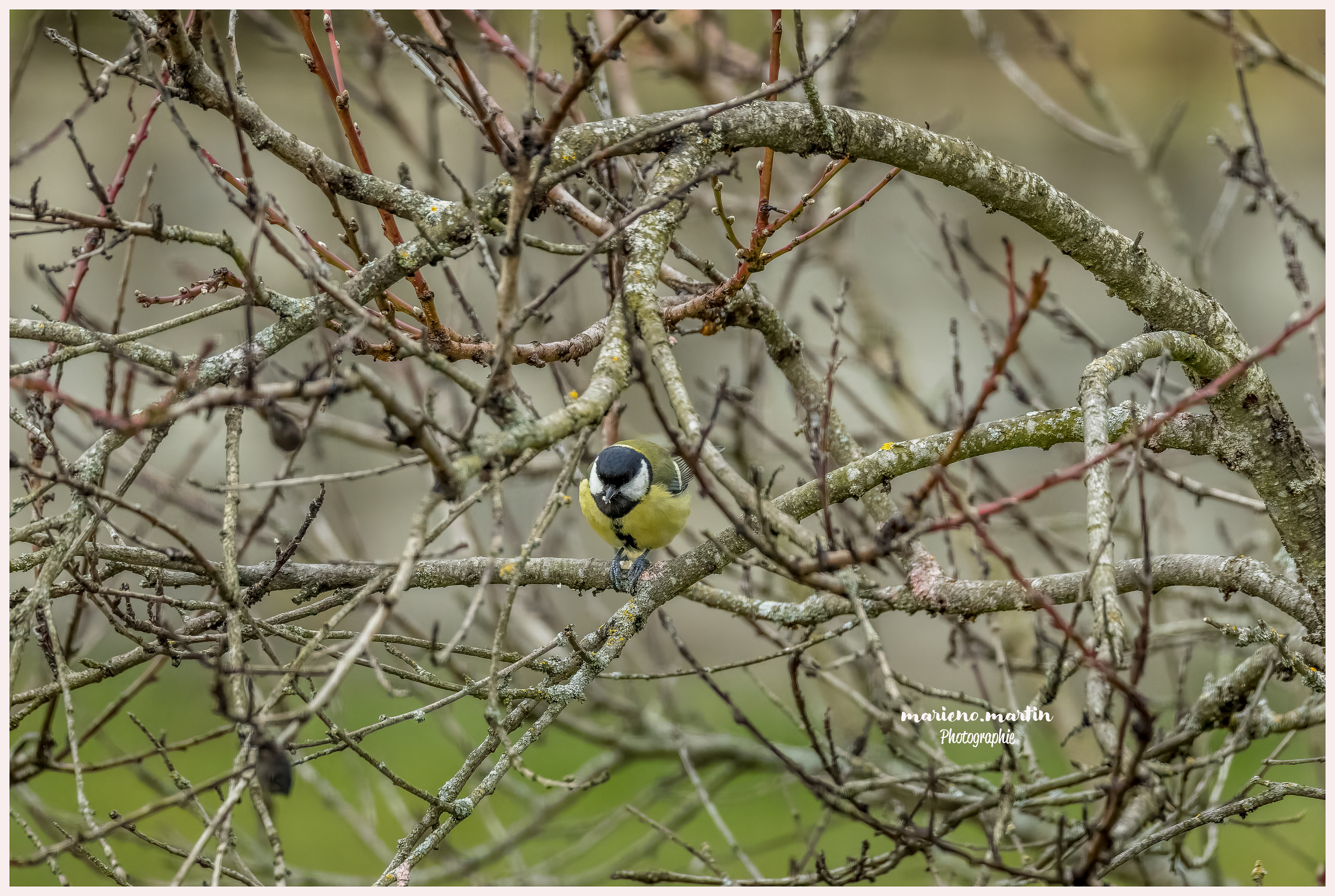 Mésange charbonnière