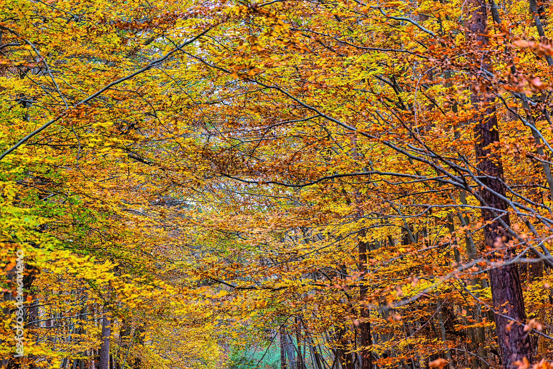 La forêt de bourdianne