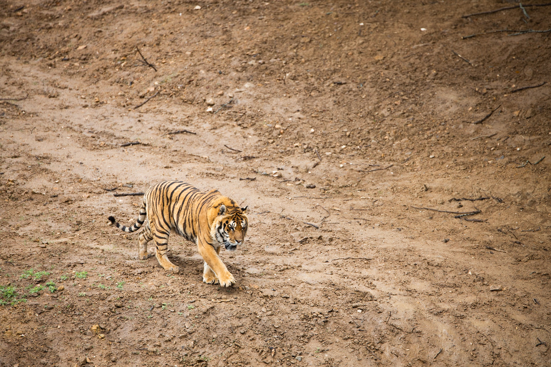 Tigre