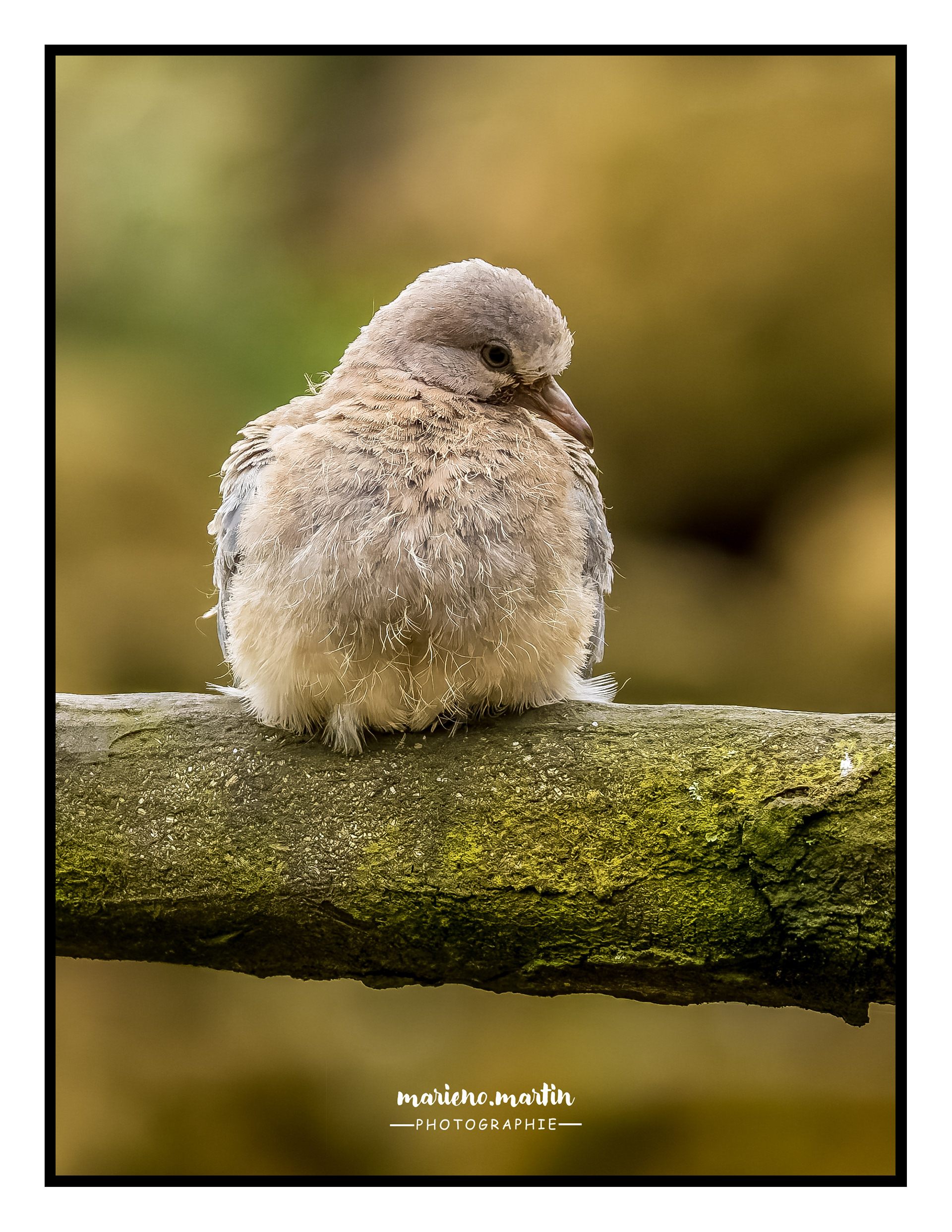 Pigeon juvénile 