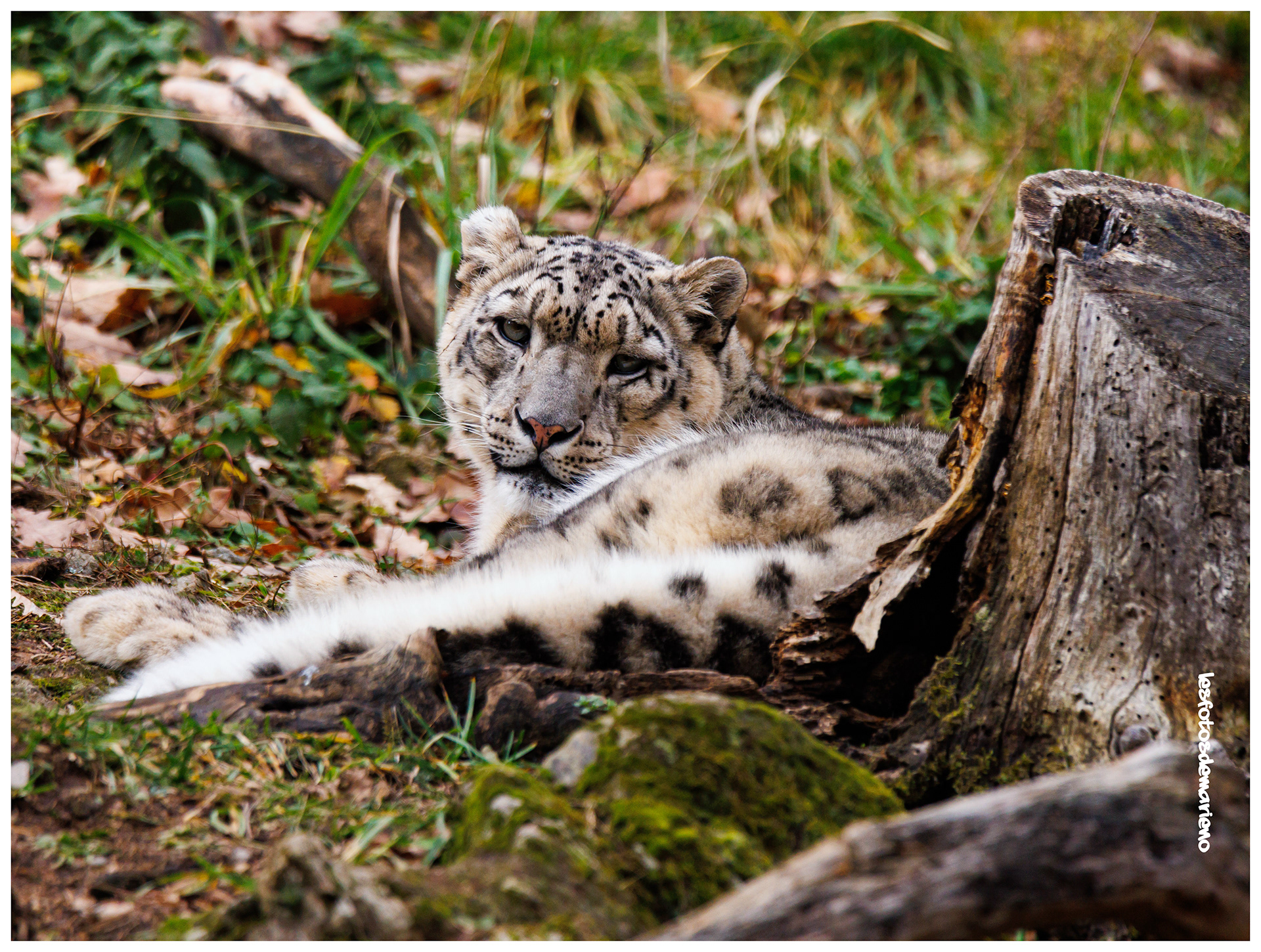 La panthère des neiges