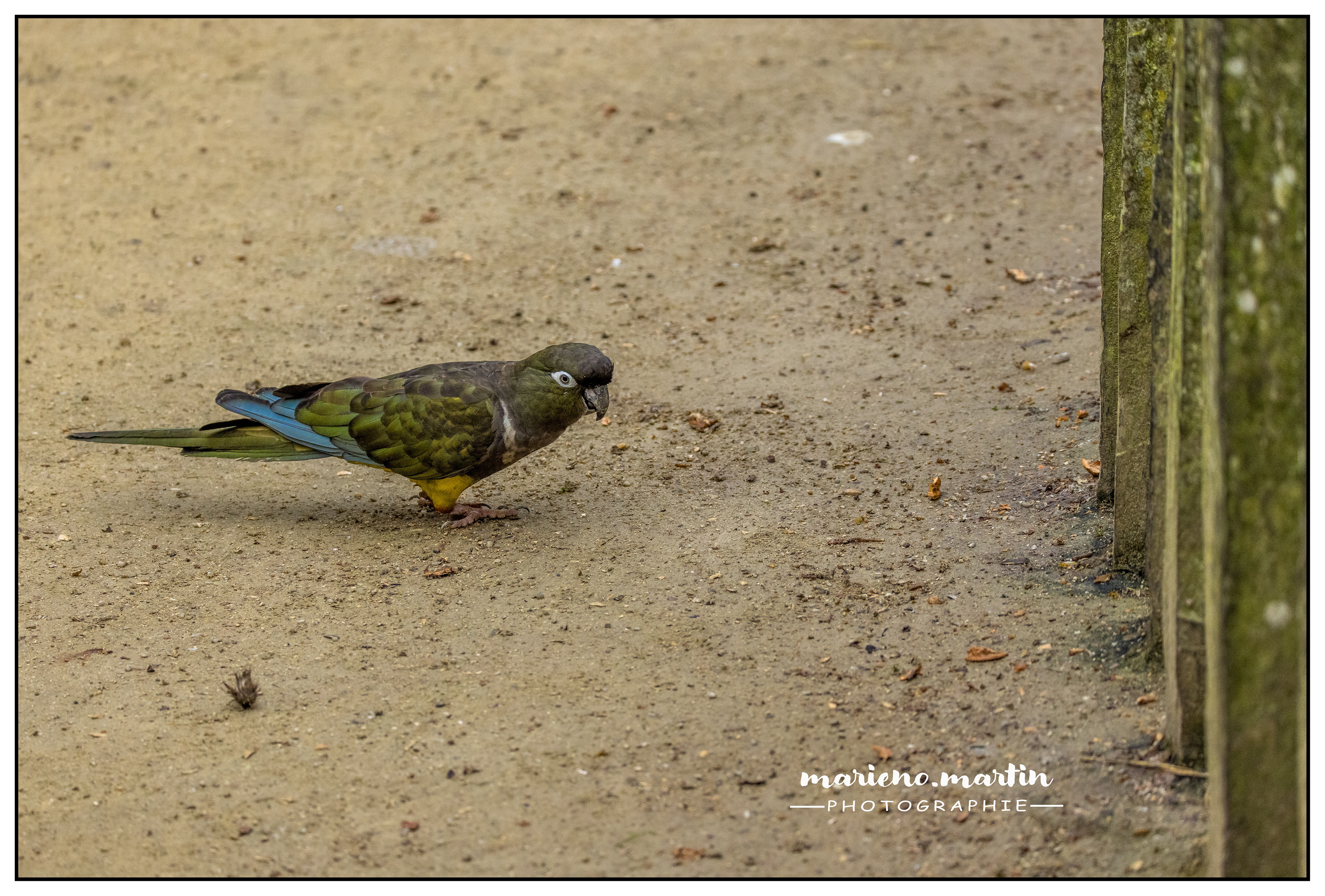 Perruche de patagonie