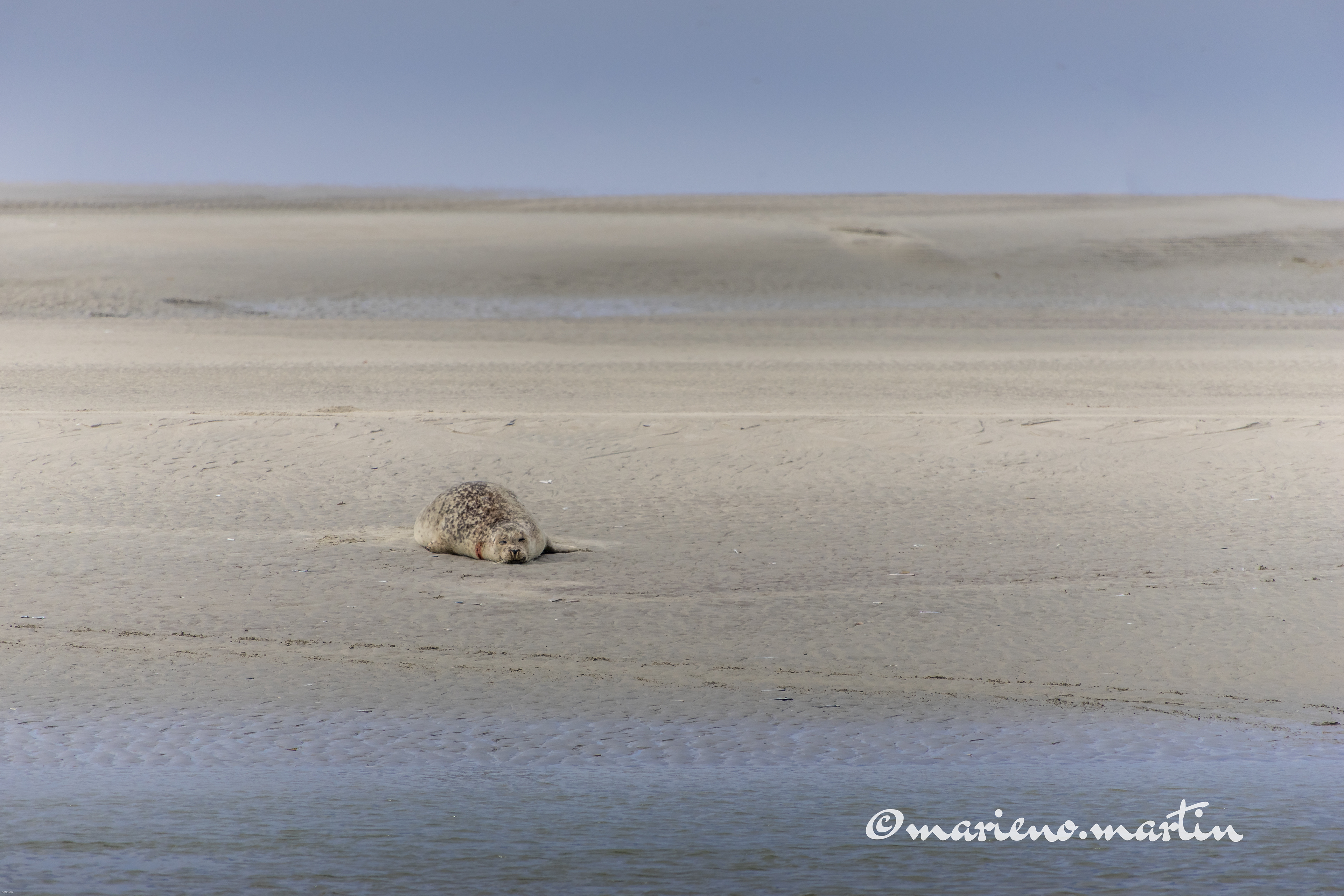 Phoque - baie de somme