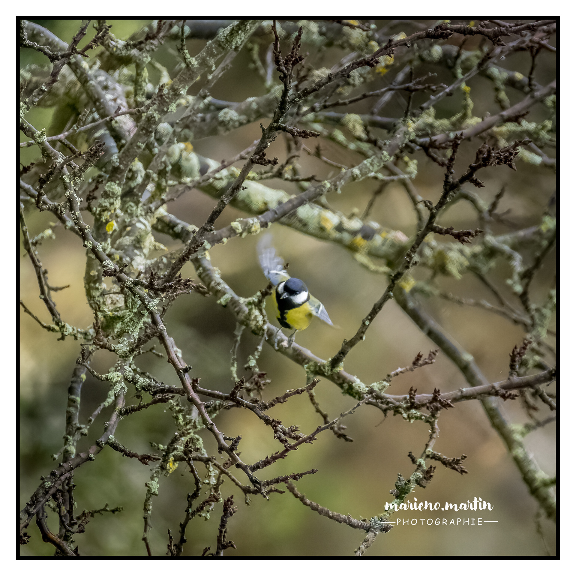 La mésange 