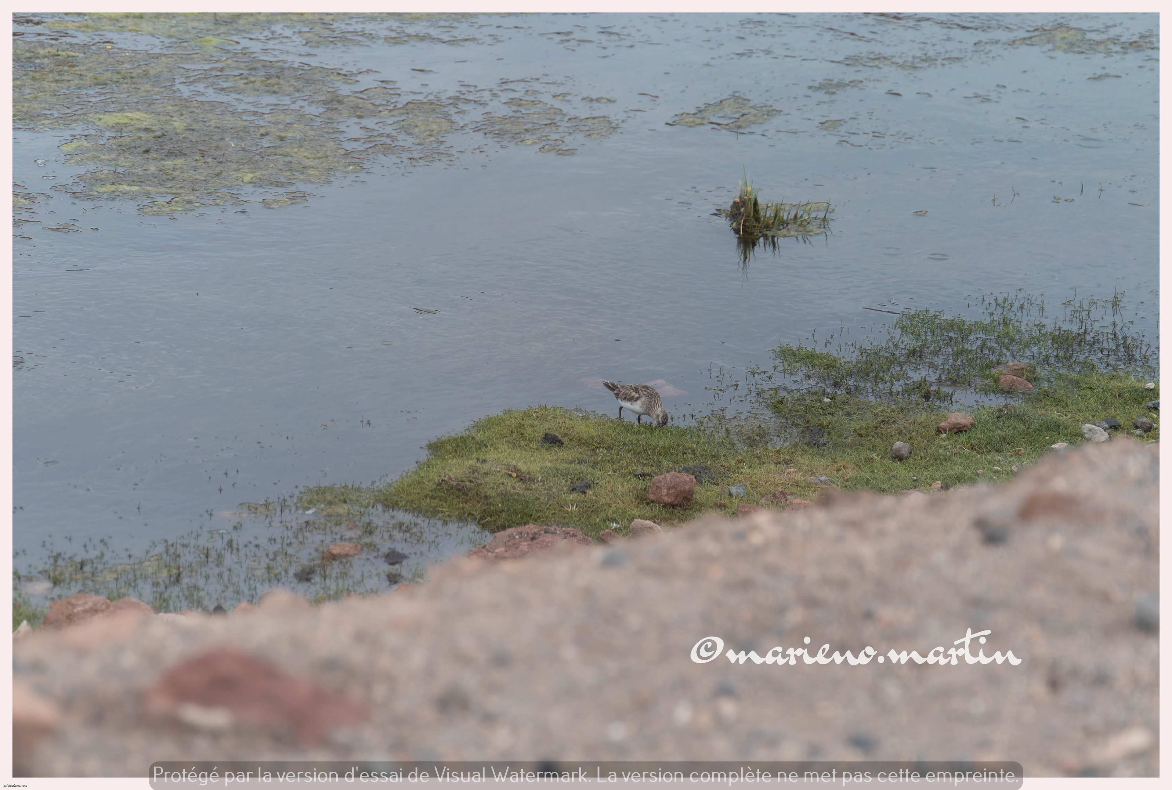 La bécasse du chili