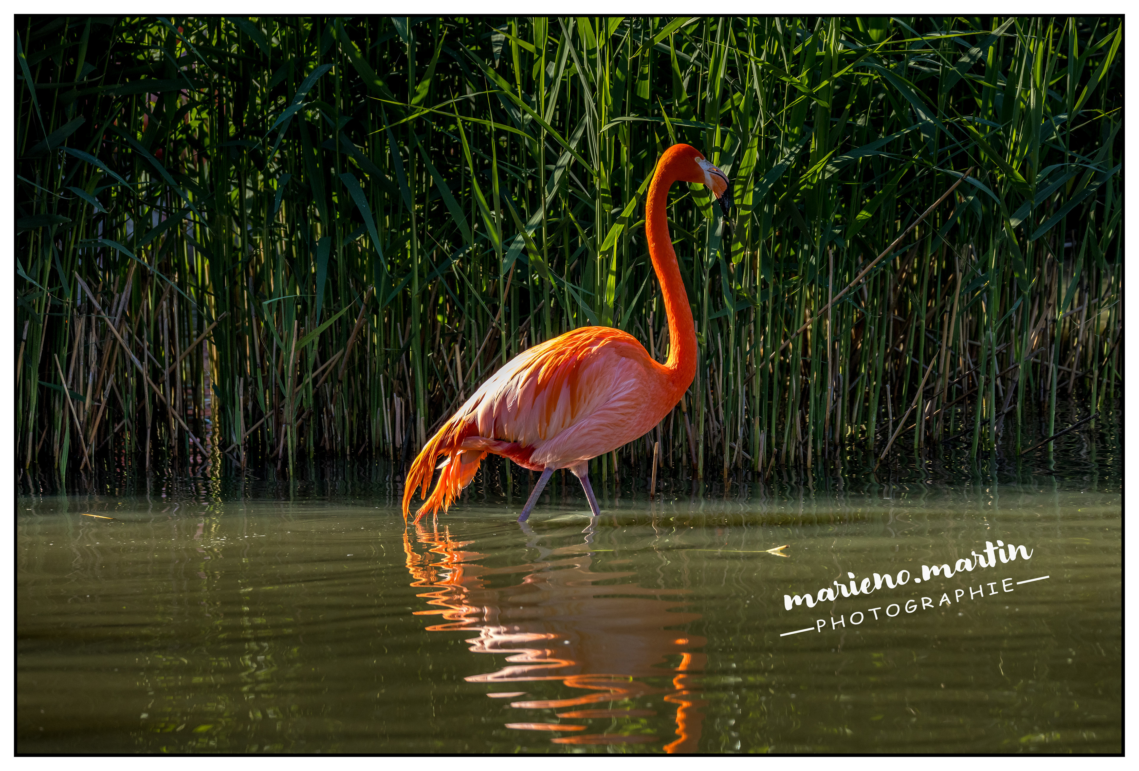 Flamand rose