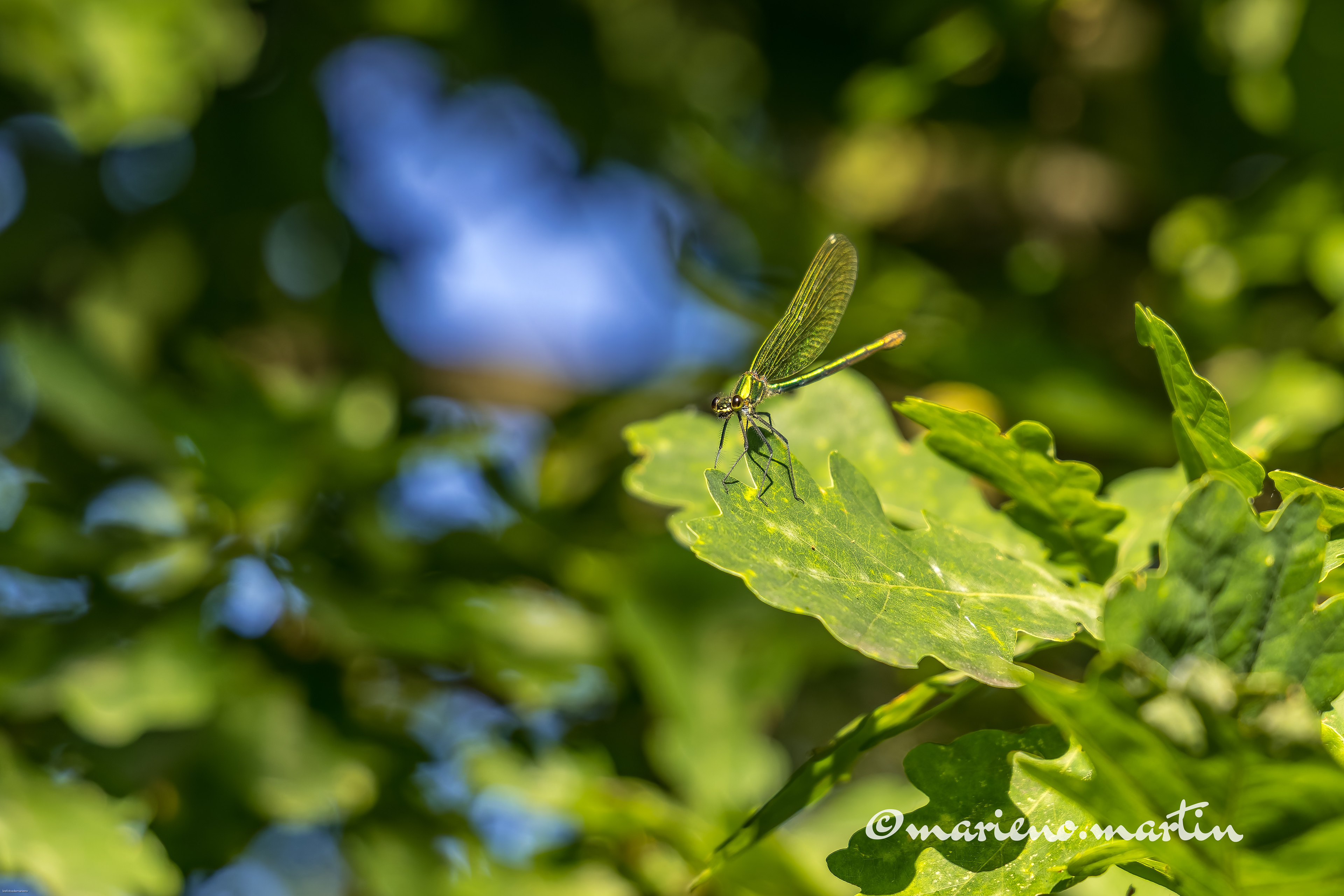 Libellule 