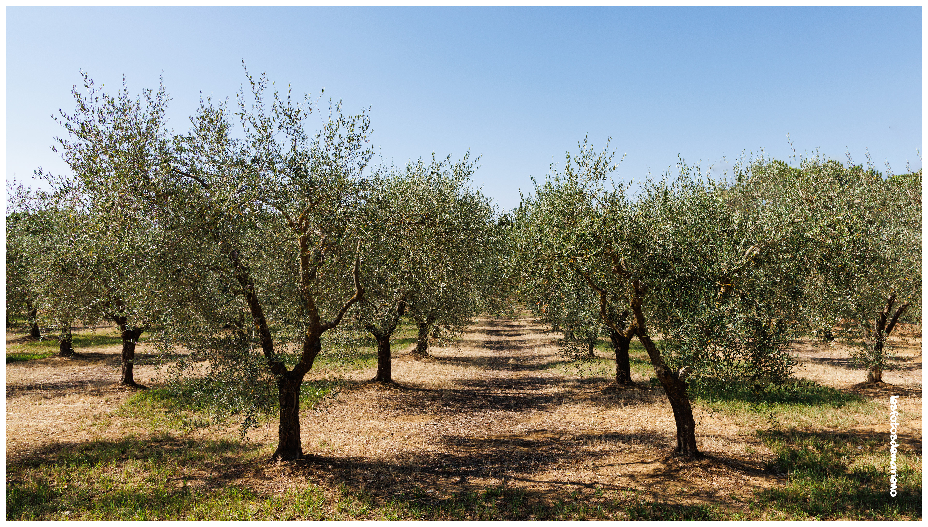 Olive Toscane - Italie